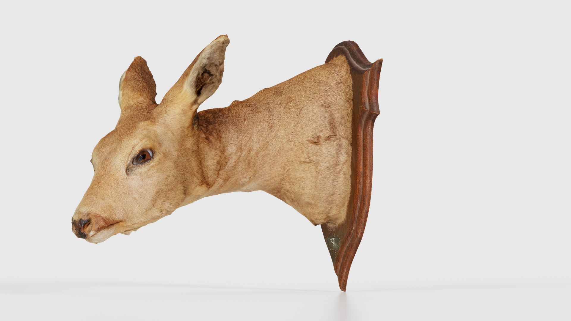Deer Head Low-poly 3D model_26