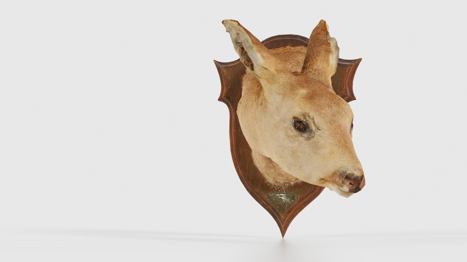 Deer Head Low-poly 3D model_16