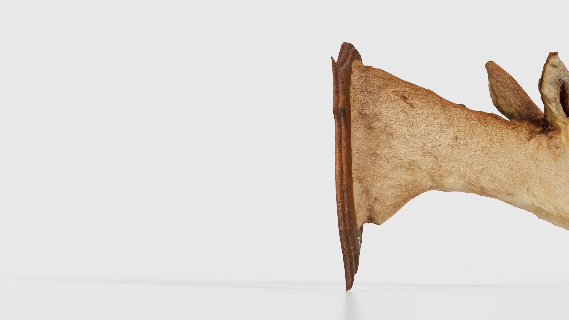 Deer Head Low-poly 3D model_19