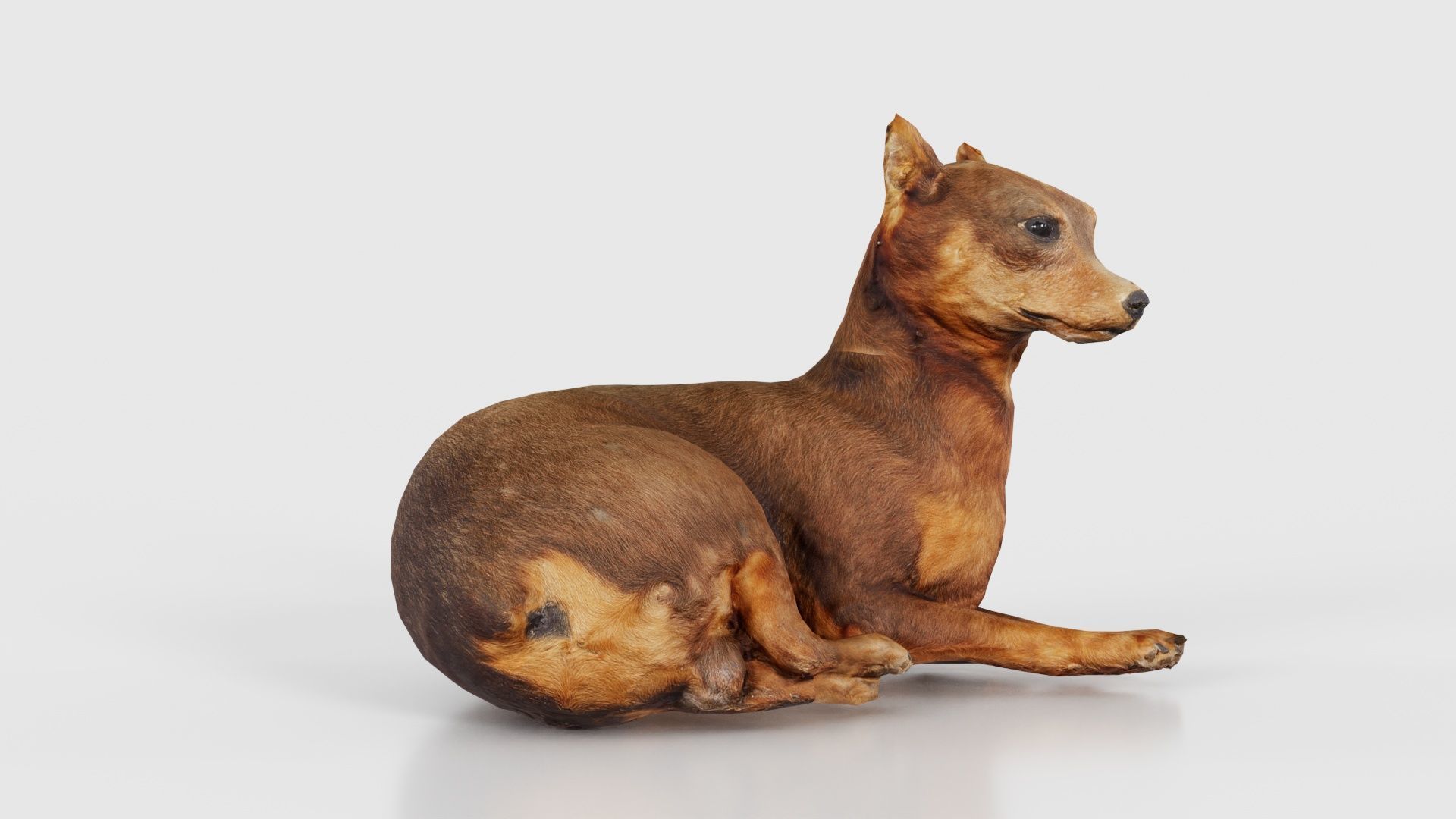 Dog Low-poly 3D model_17