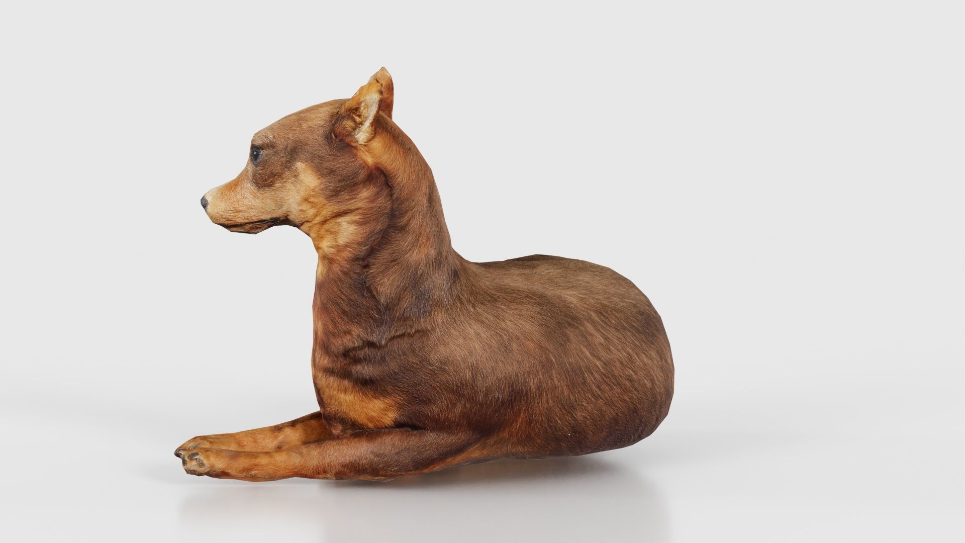 Dog Low-poly 3D model_24