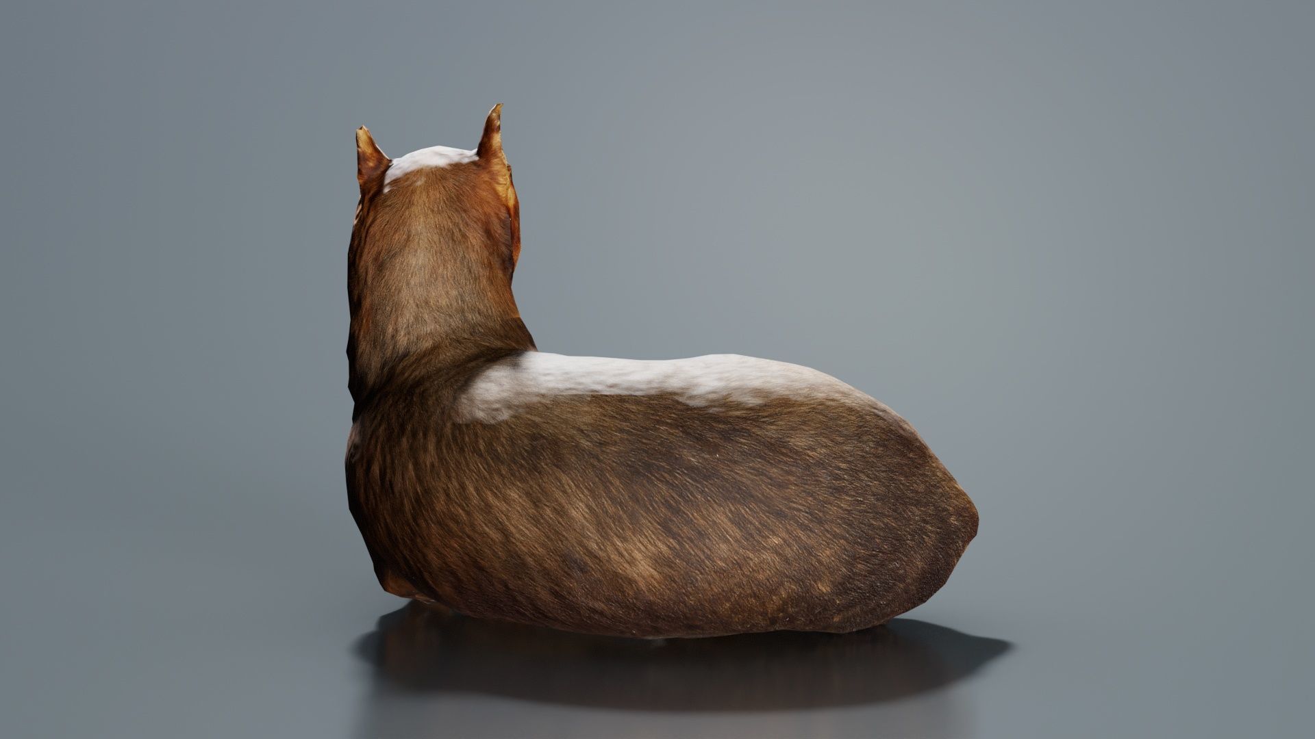 Dog Low-poly 3D model_1