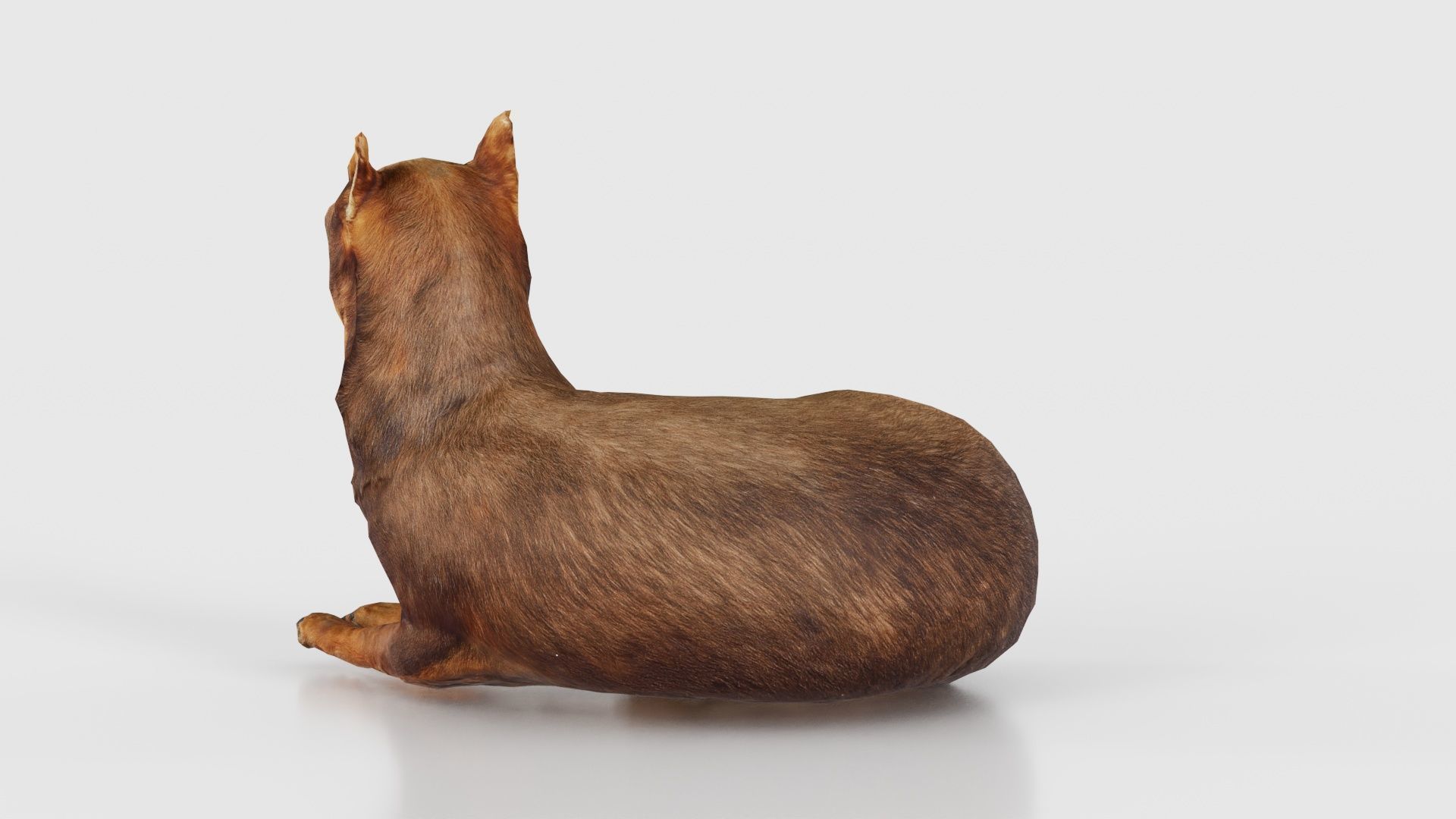 Dog Low-poly 3D model_22