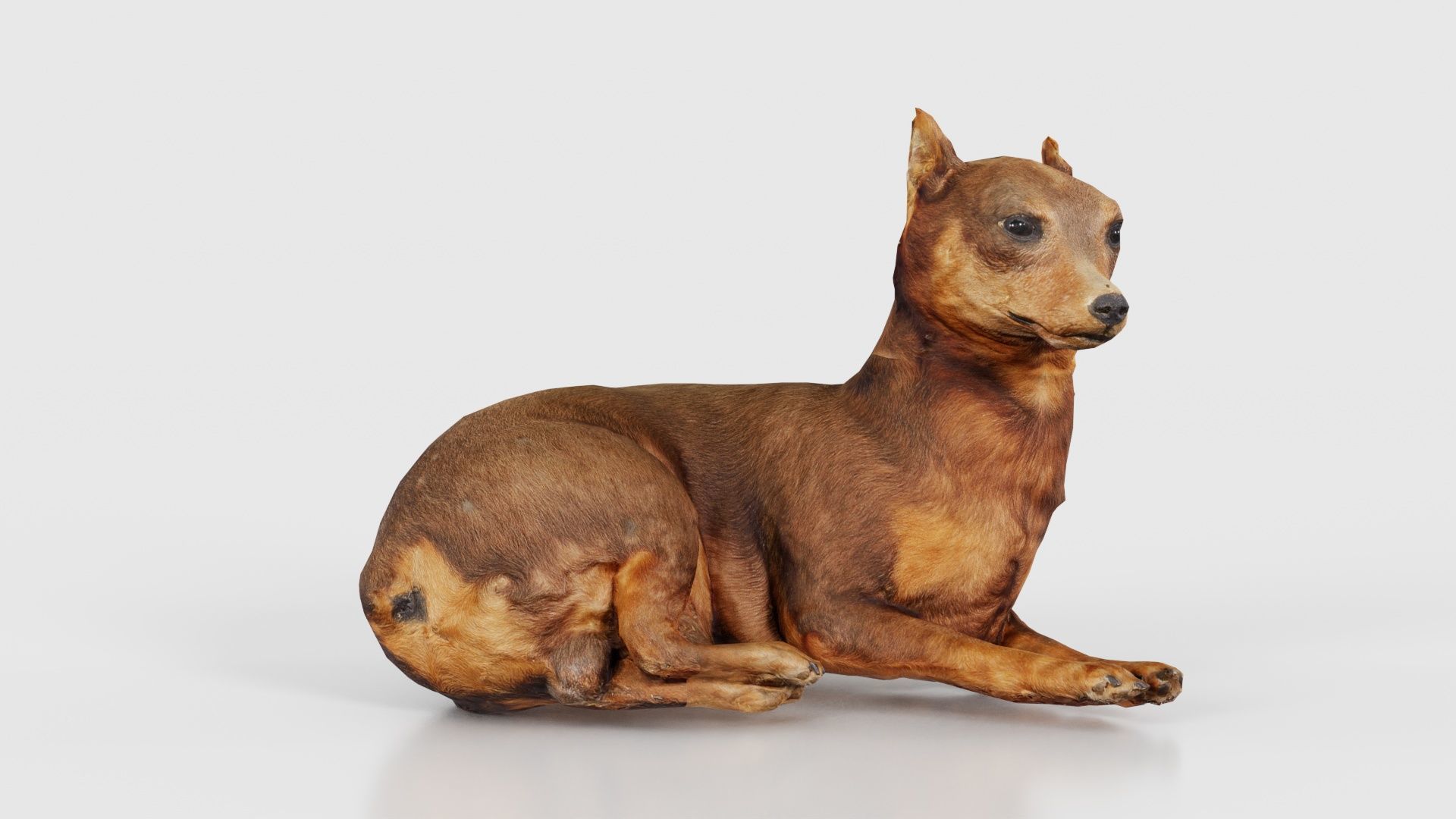 Dog Low-poly 3D model_16