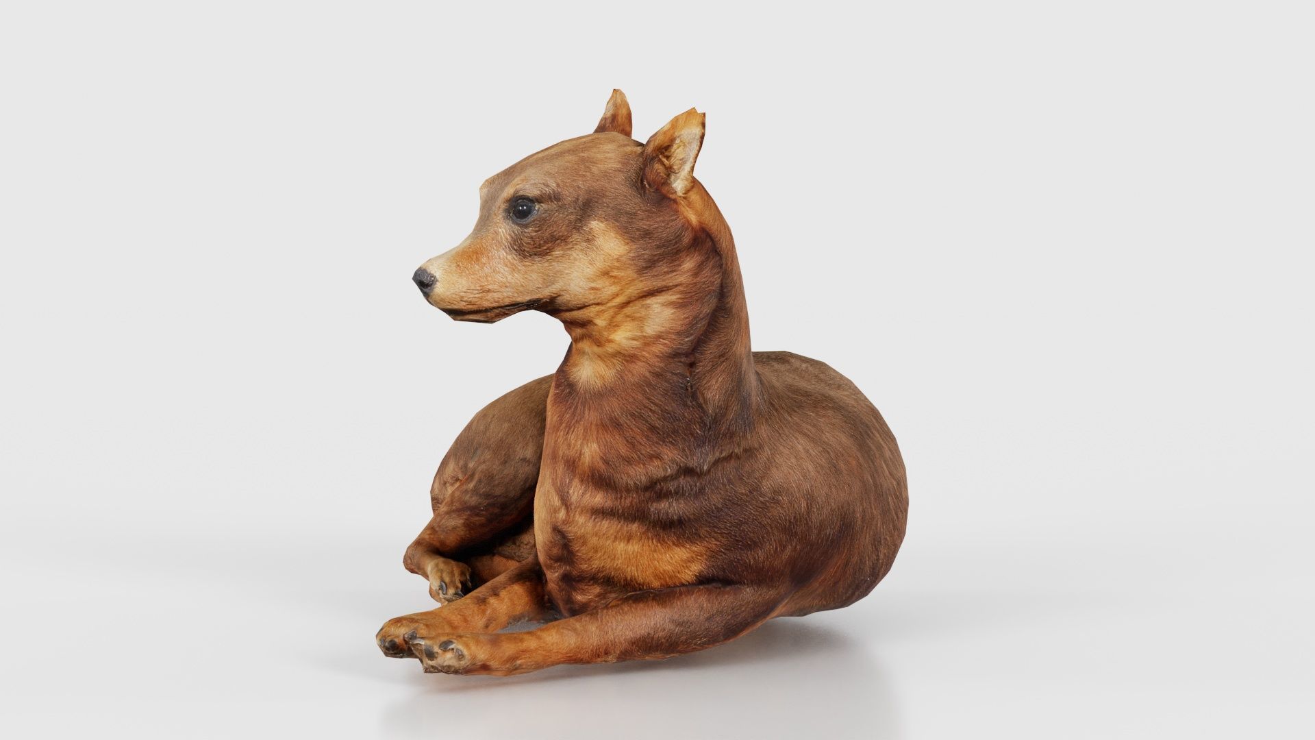 Dog Low-poly 3D model_25