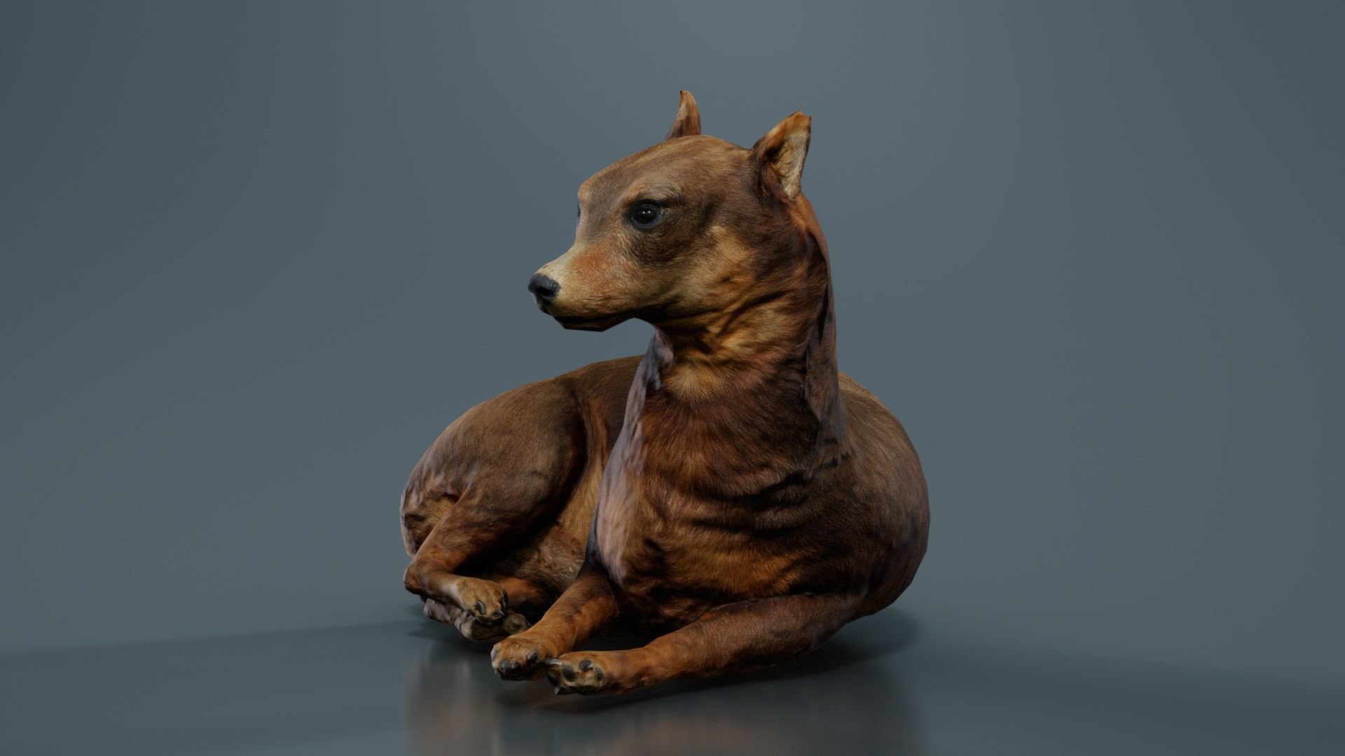 Dog Low-poly 3D model_2