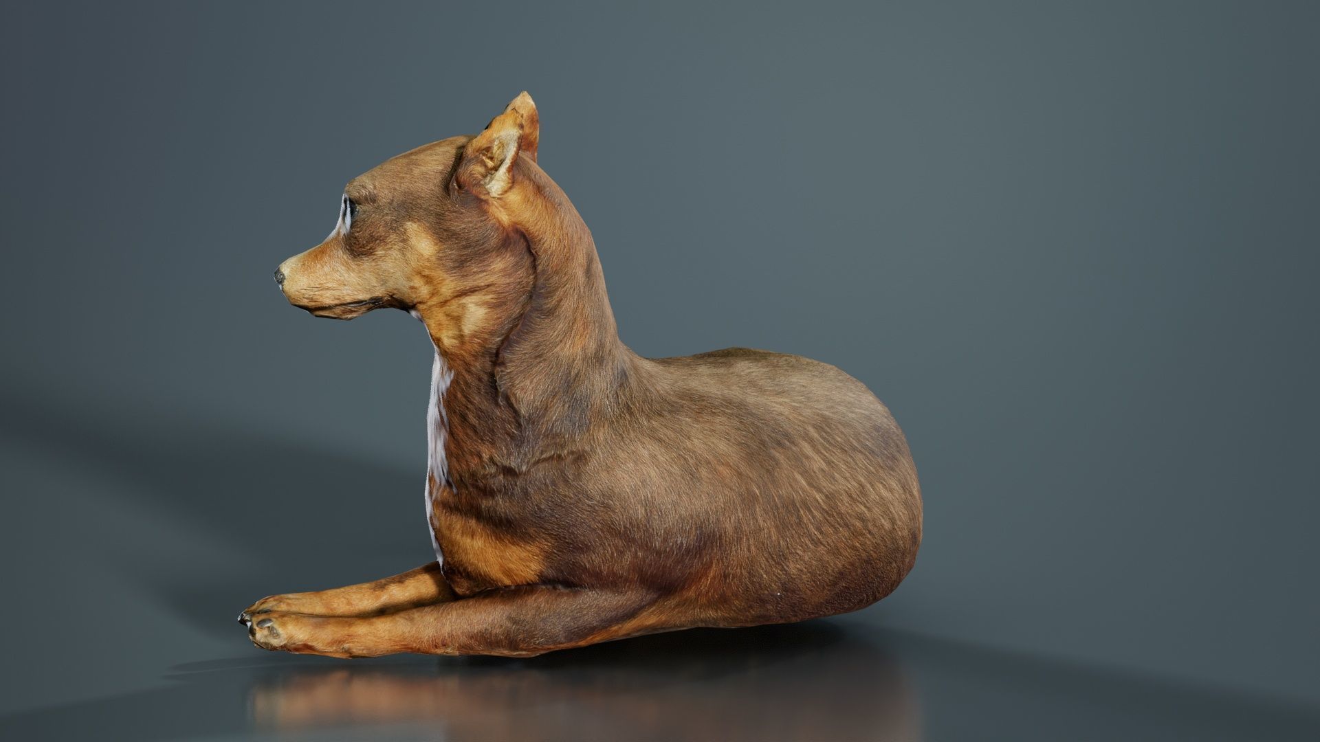 Dog Low-poly 3D model_8