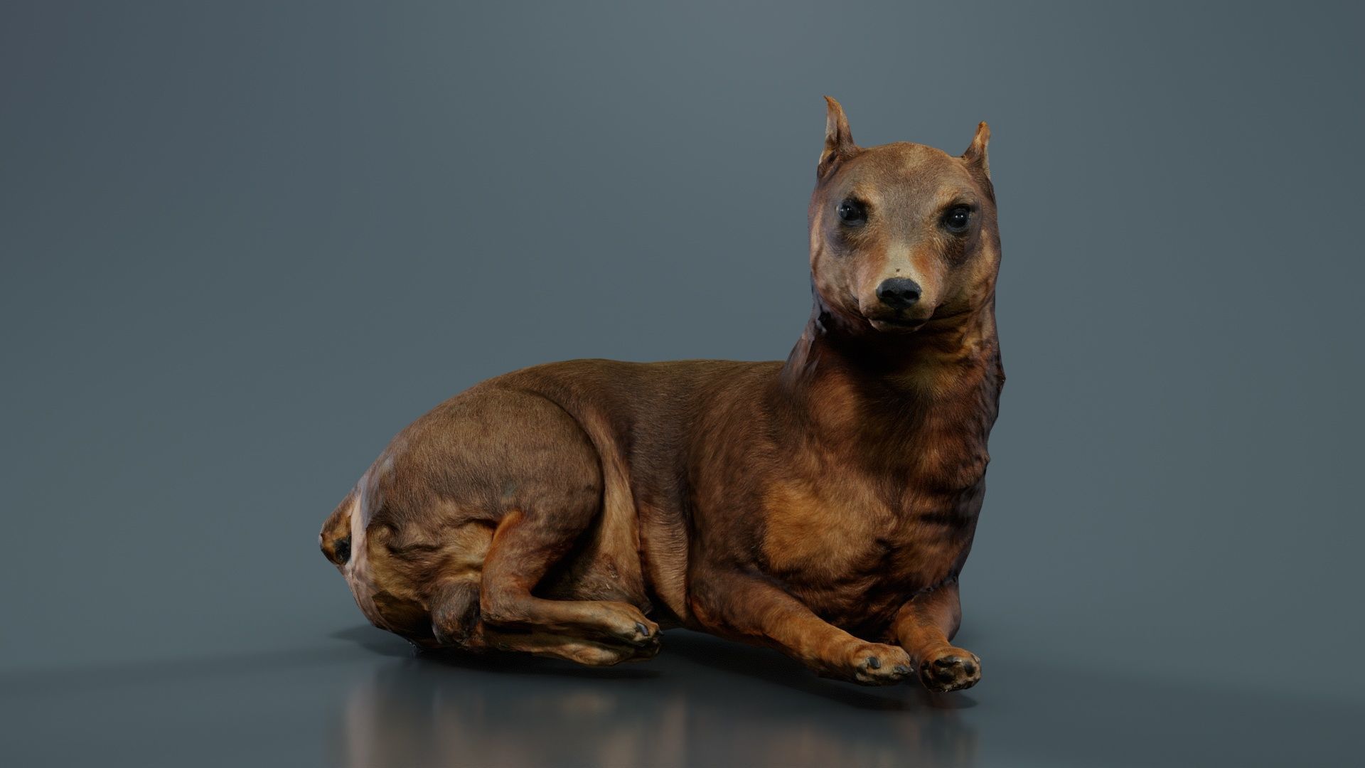 Dog Low-poly 3D model_7
