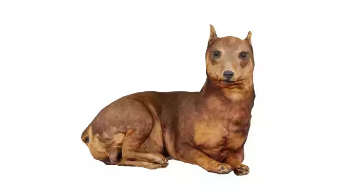 Dog Low-poly 3D model