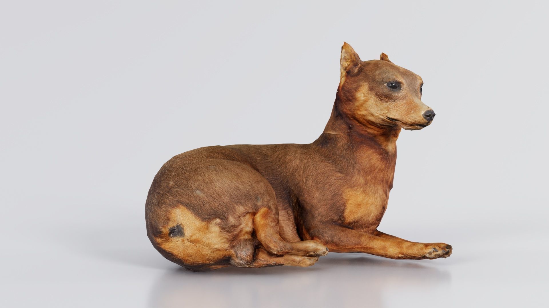 Dog Low-poly 3D model_3