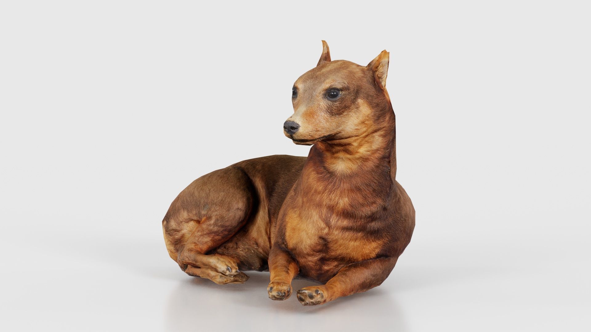 Dog Low-poly 3D model_26