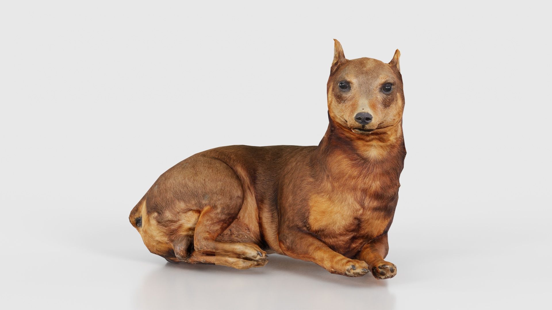Dog Low-poly 3D model_15
