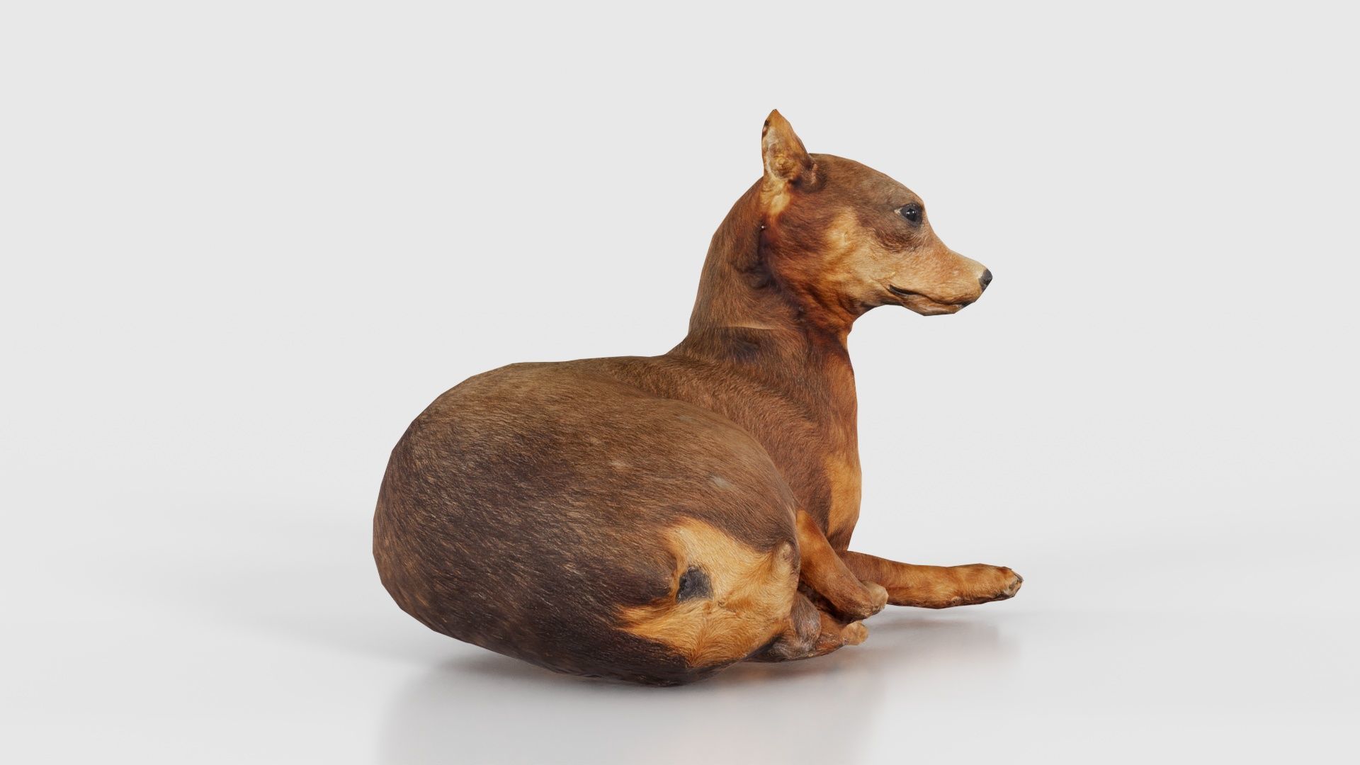 Dog Low-poly 3D model_18