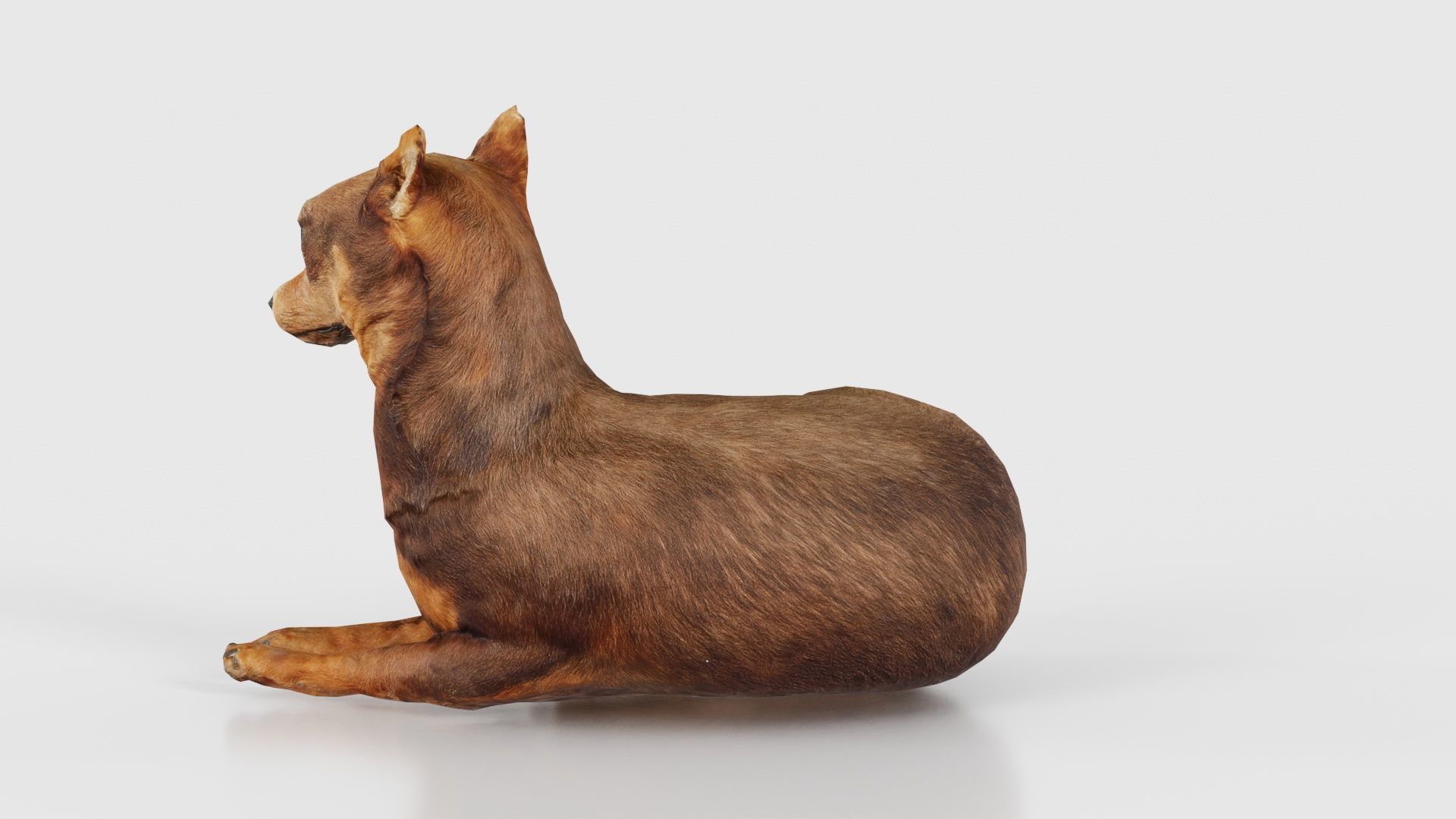 Dog Low-poly 3D model_23
