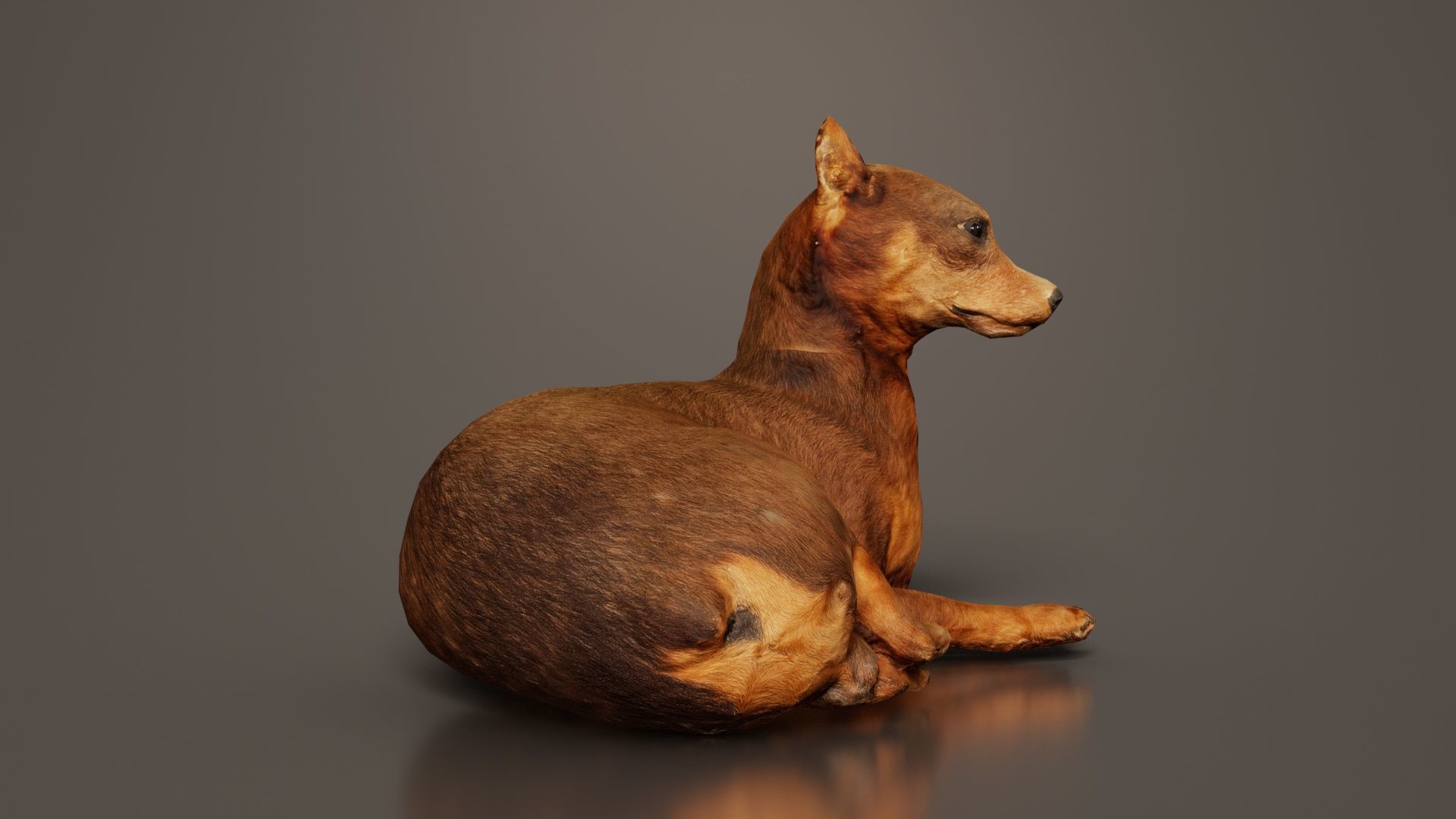 Dog Low-poly 3D model_5