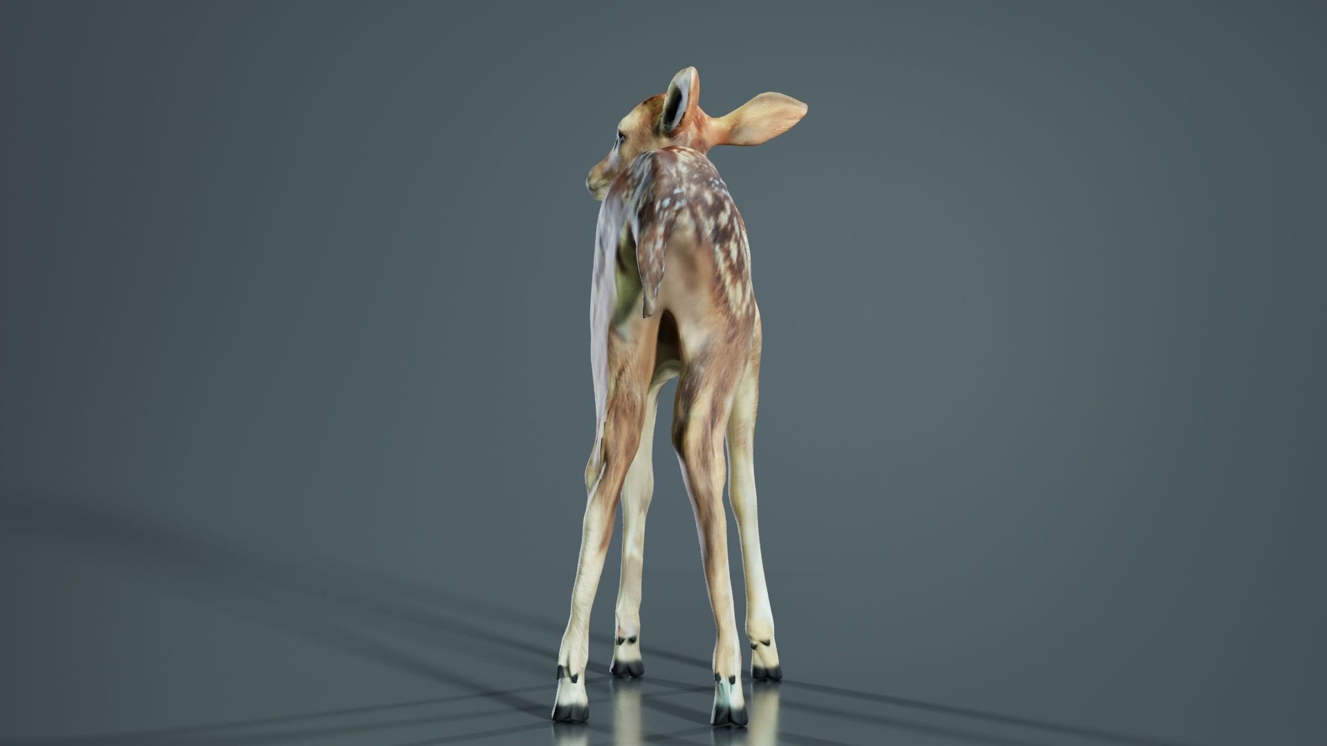 Fawn Low-poly 3D model_4