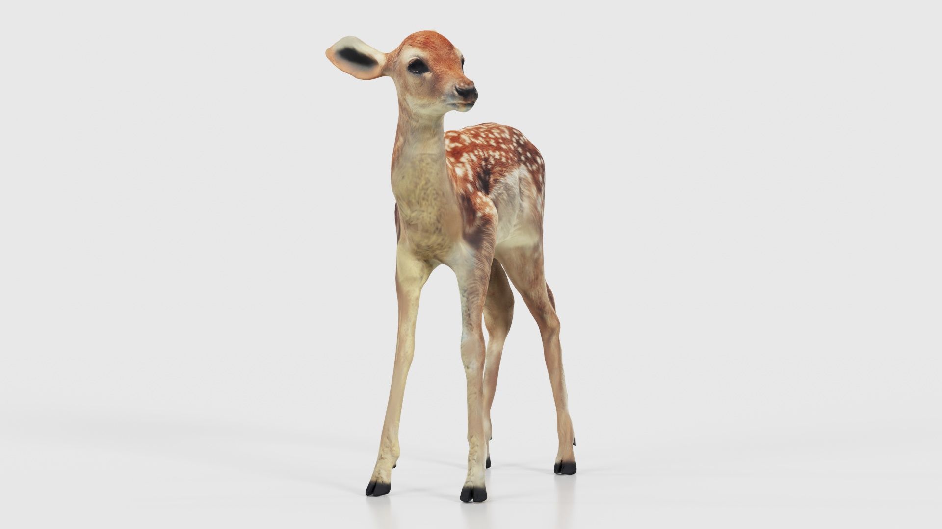 Fawn Low-poly 3D model_25