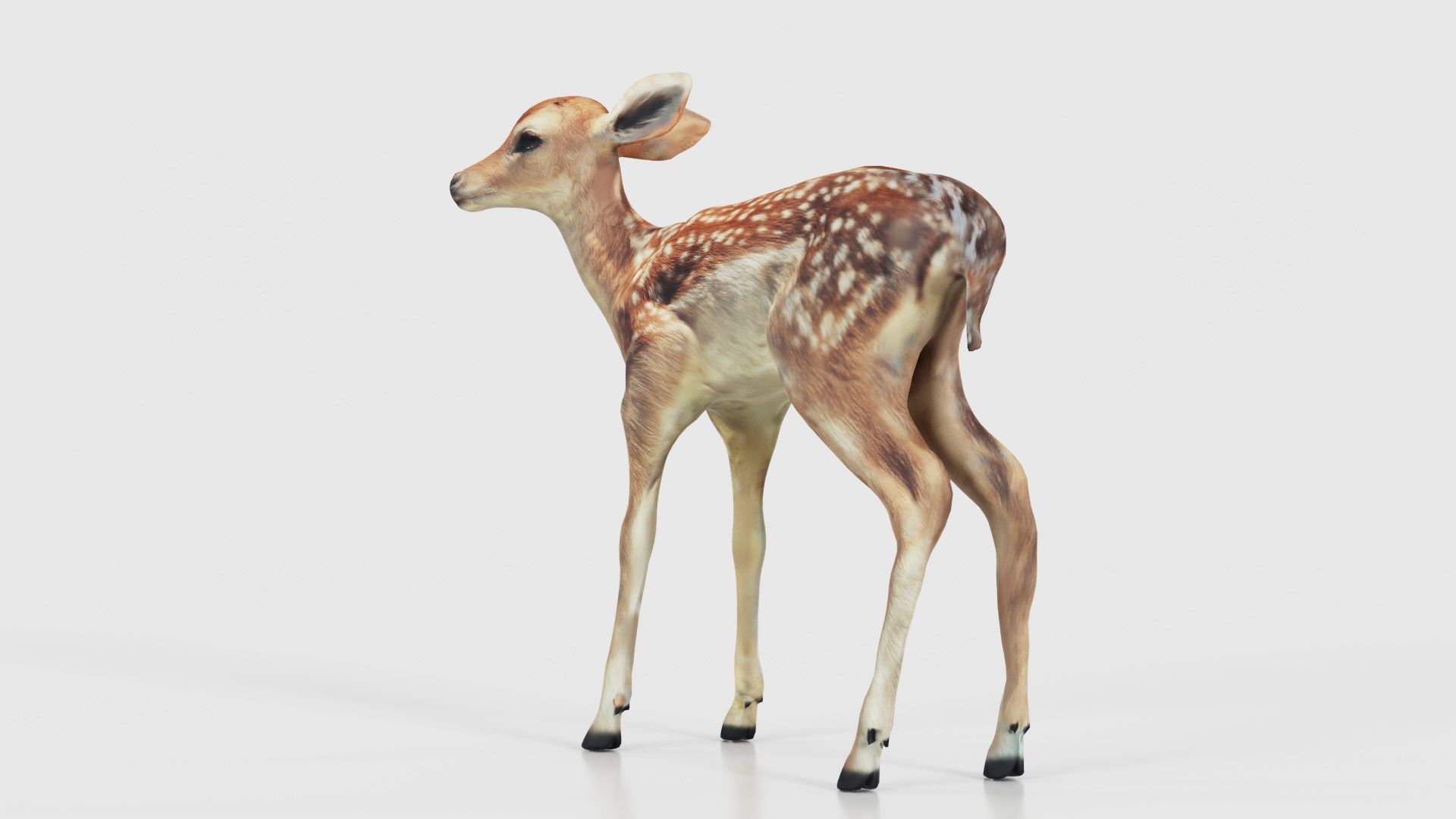 Fawn Low-poly 3D model_21