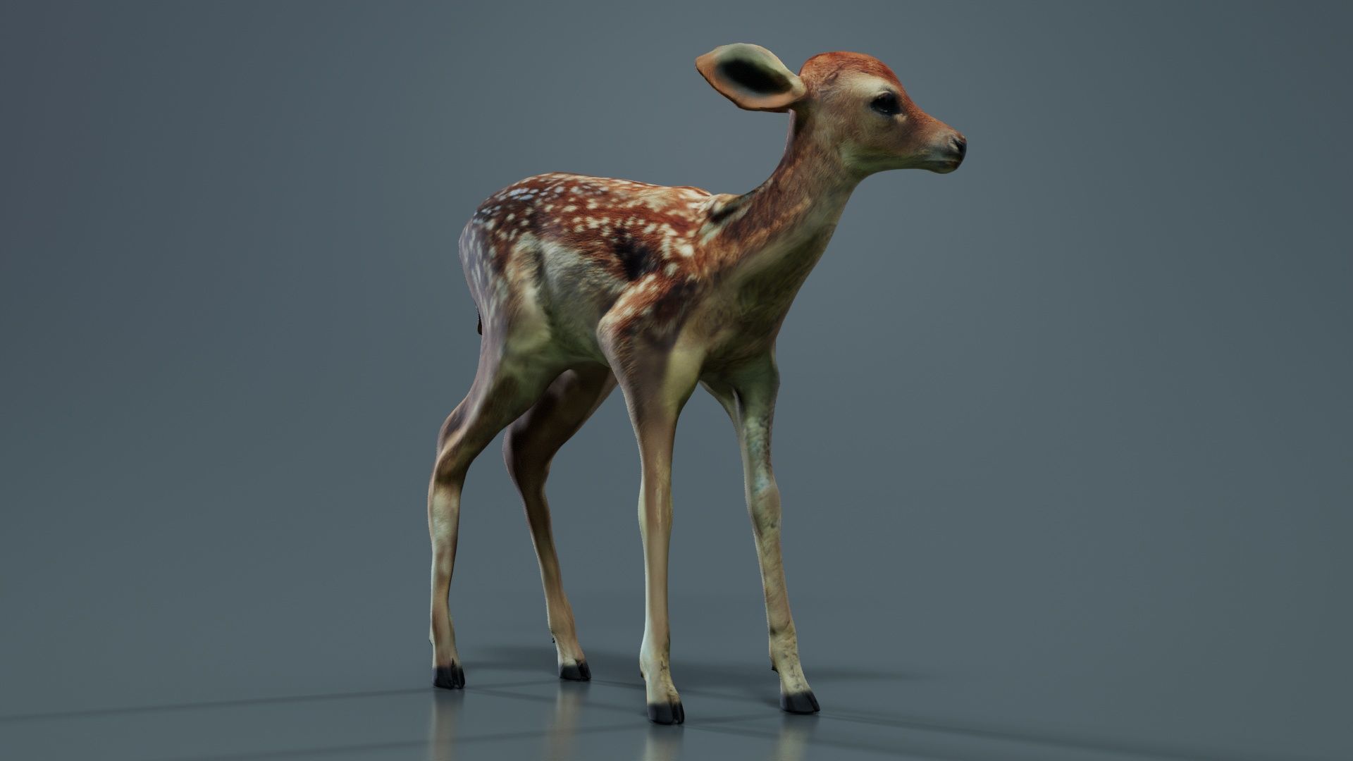 Fawn Low-poly 3D model_8