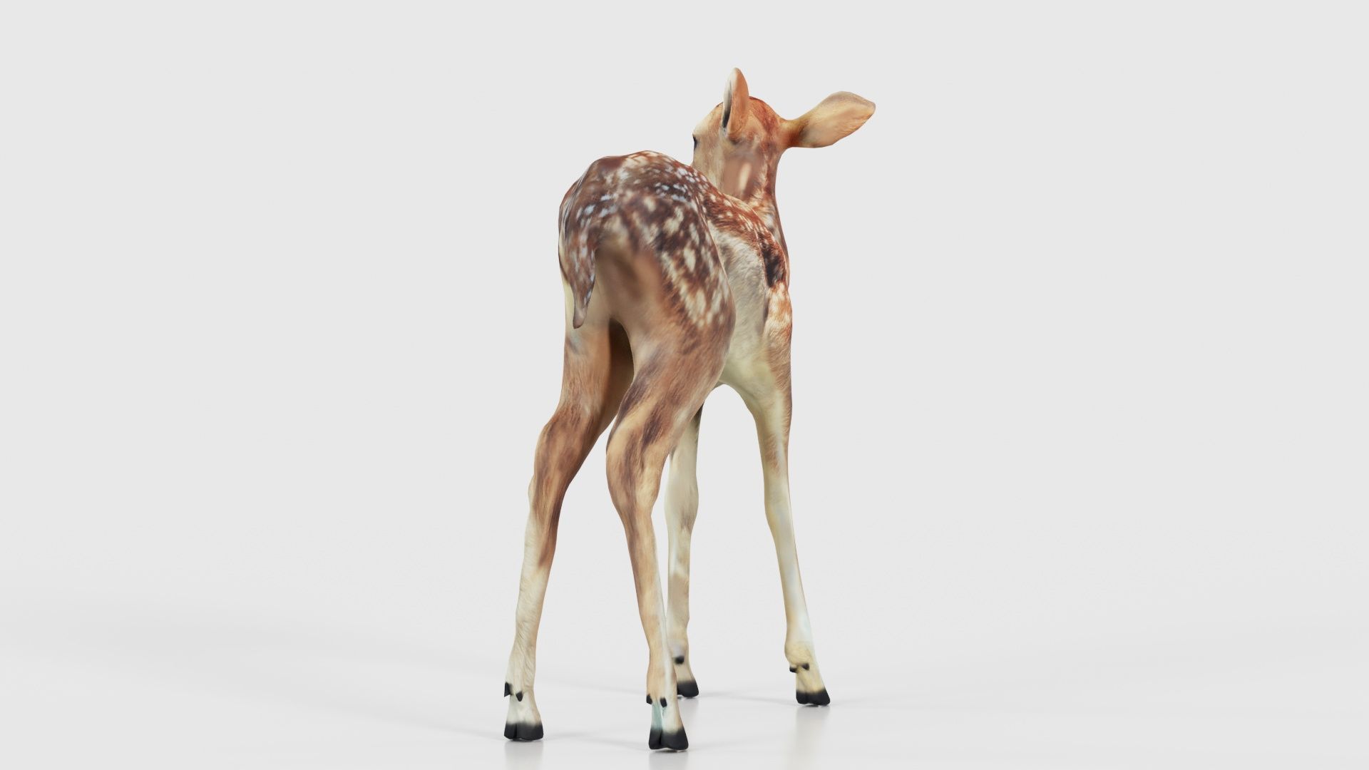 Fawn Low-poly 3D model_19