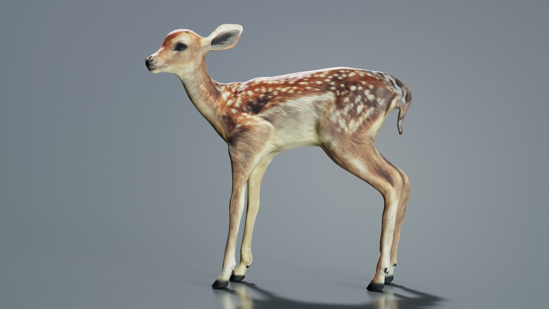 Fawn Low-poly 3D model_7