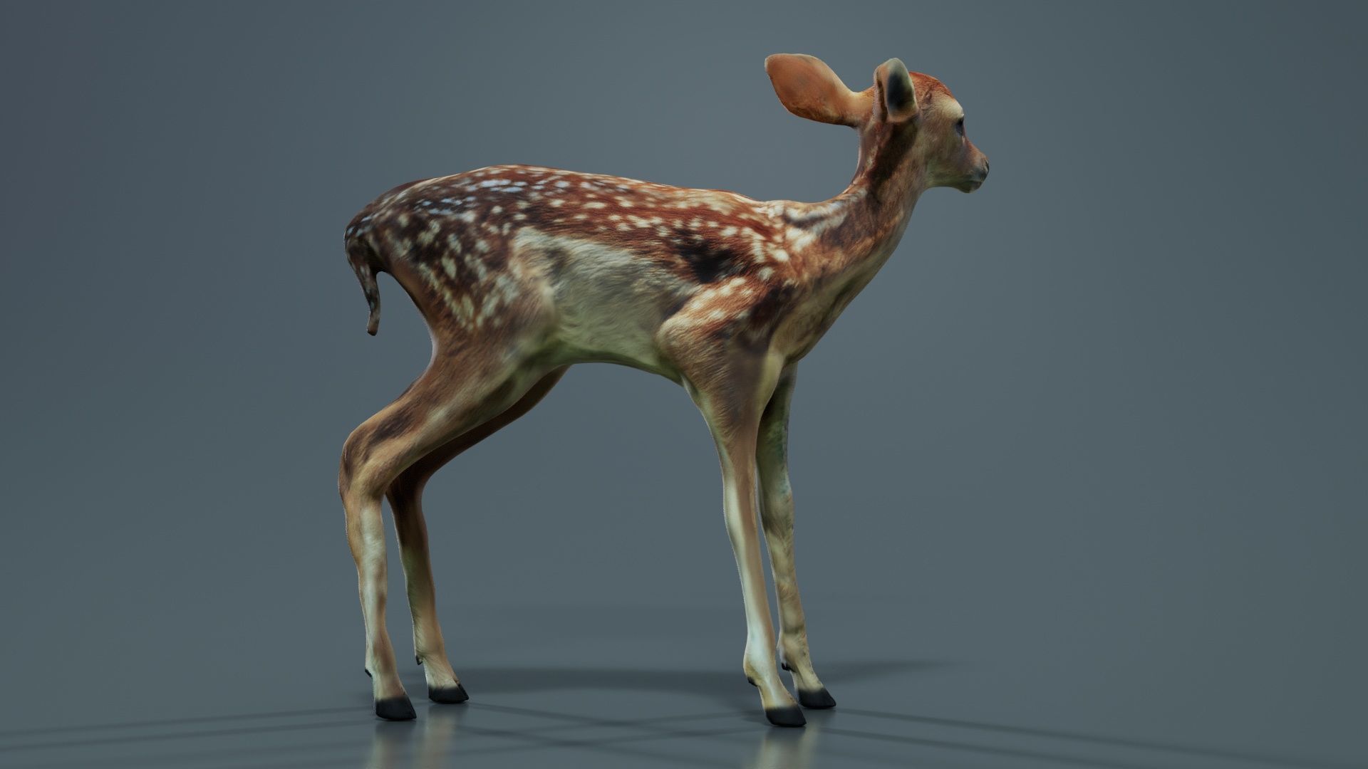 Fawn Low-poly 3D model_3