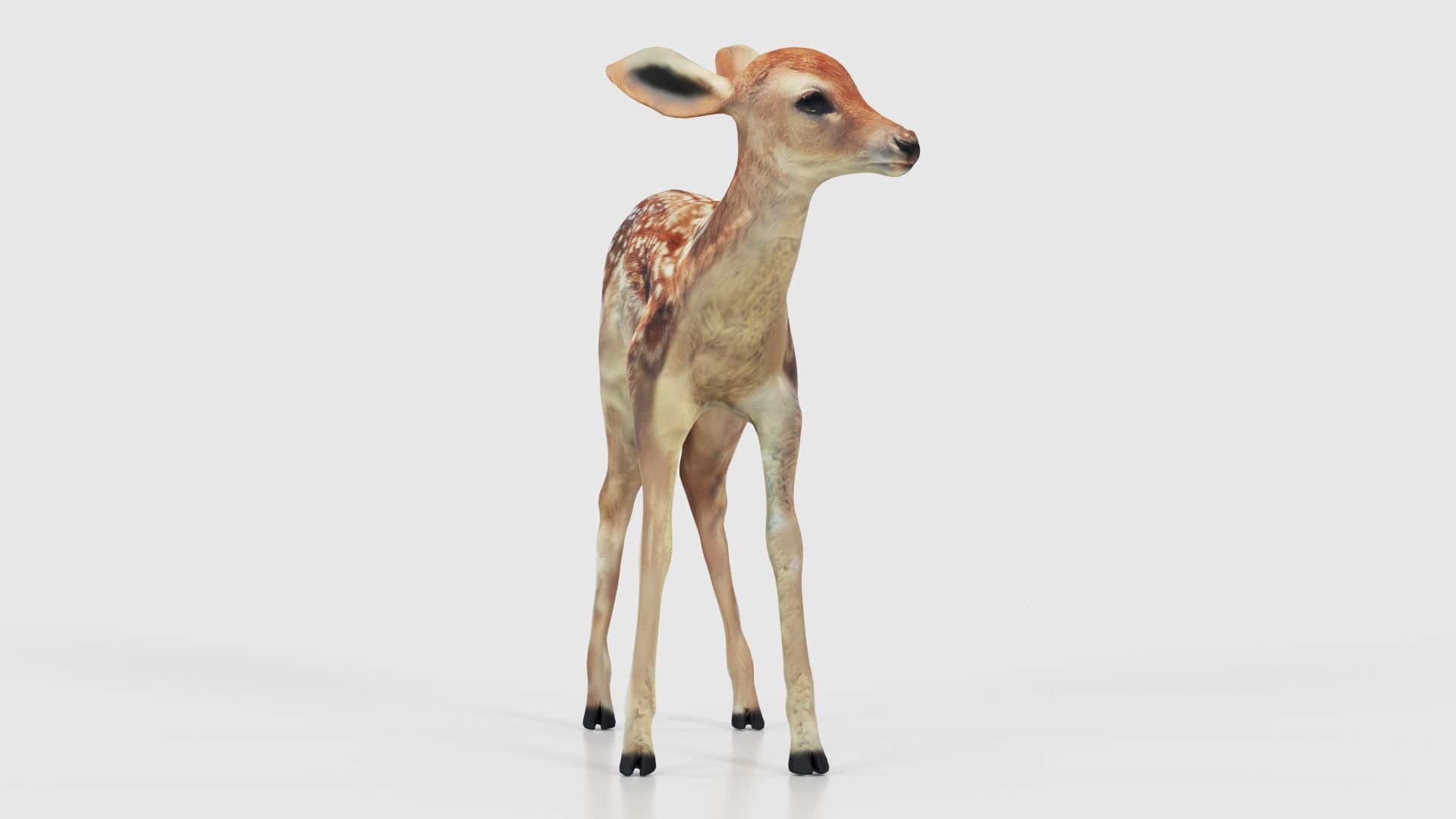 Fawn Low-poly 3D model_26