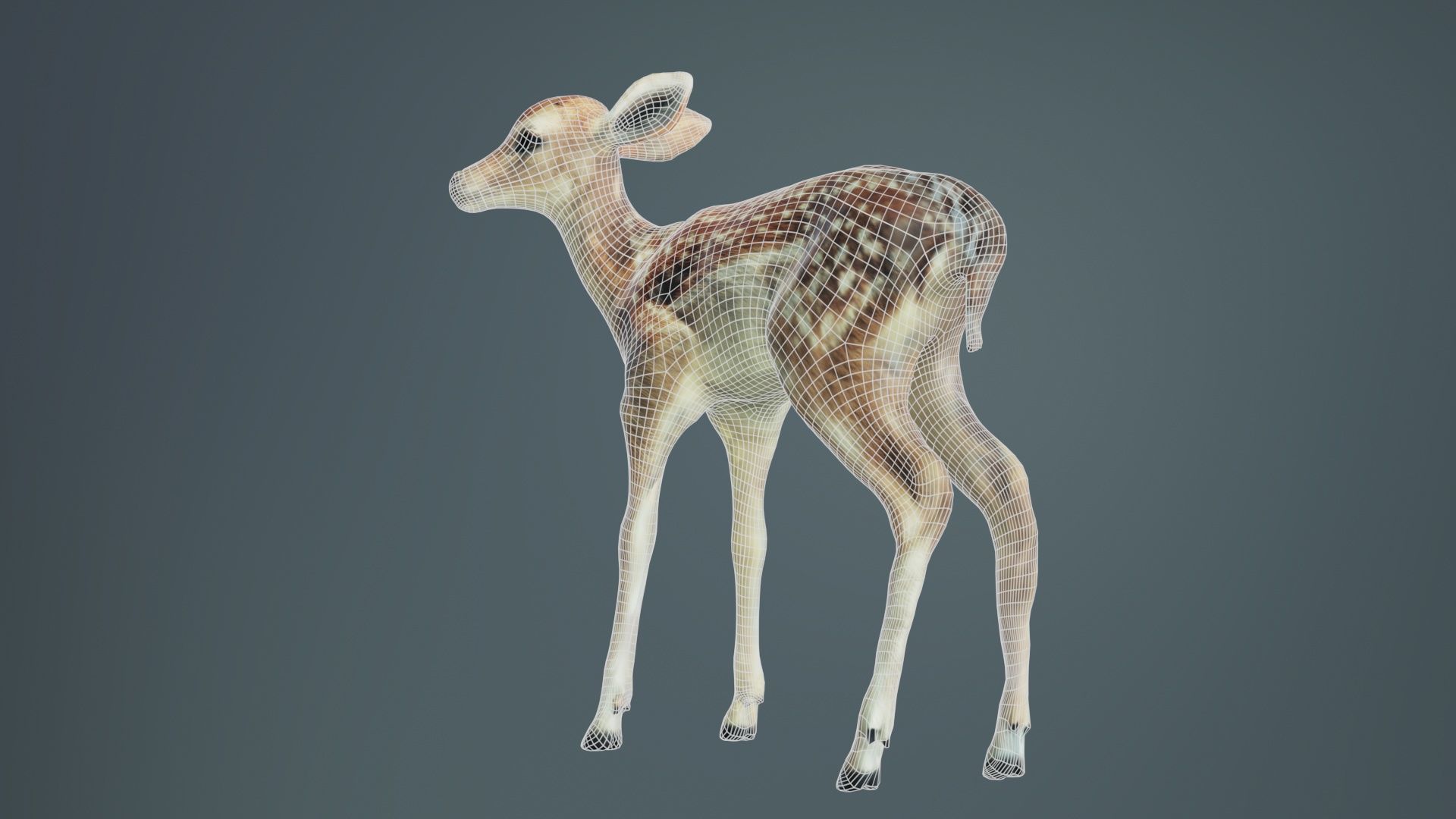 Fawn Low-poly 3D model_10