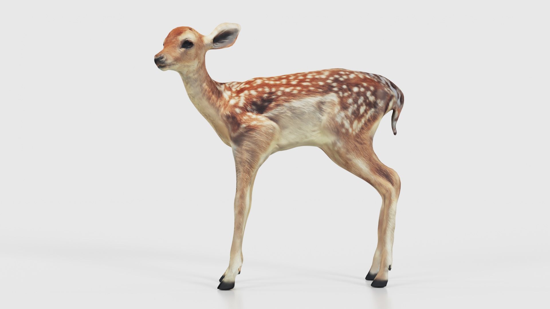 Fawn Low-poly 3D model_23