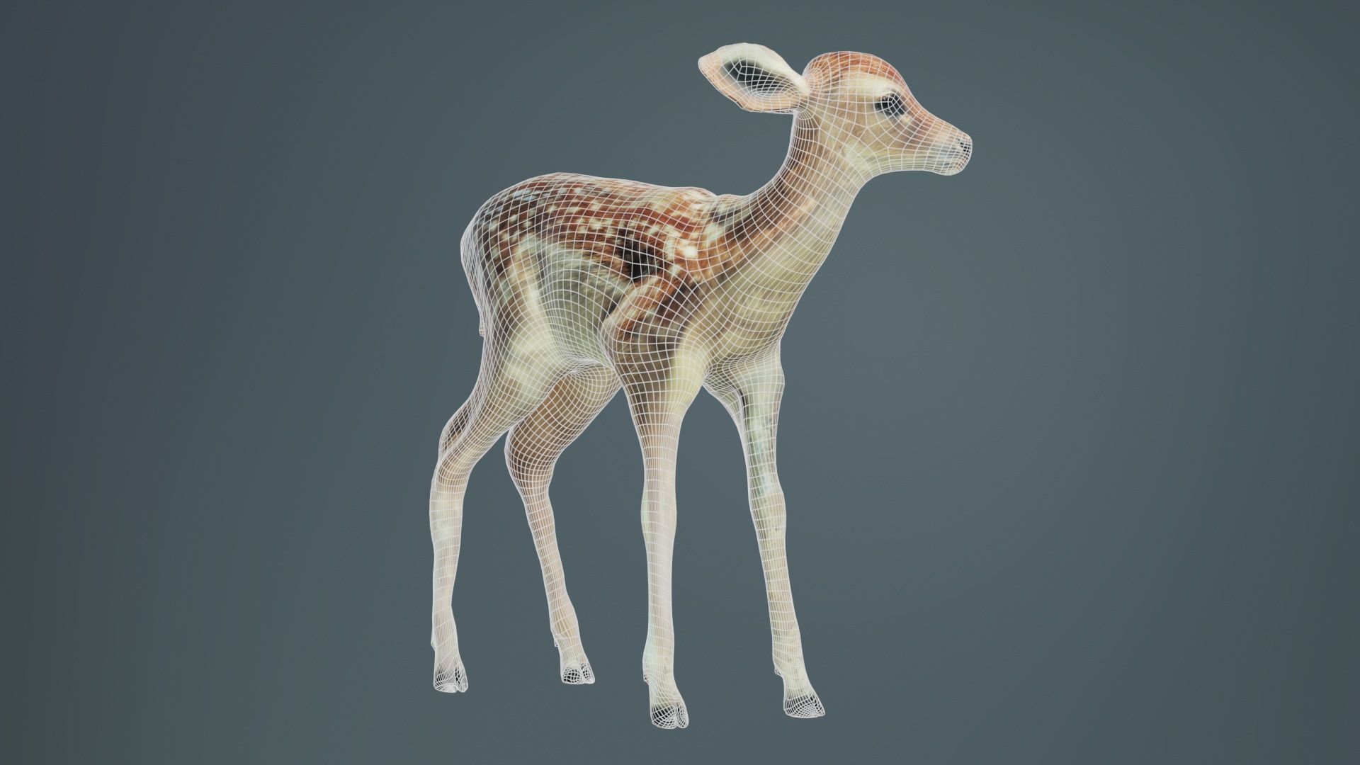 Fawn Low-poly 3D model_9