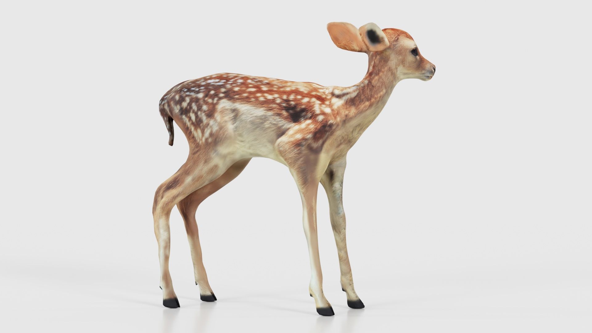 Fawn Low-poly 3D model_16