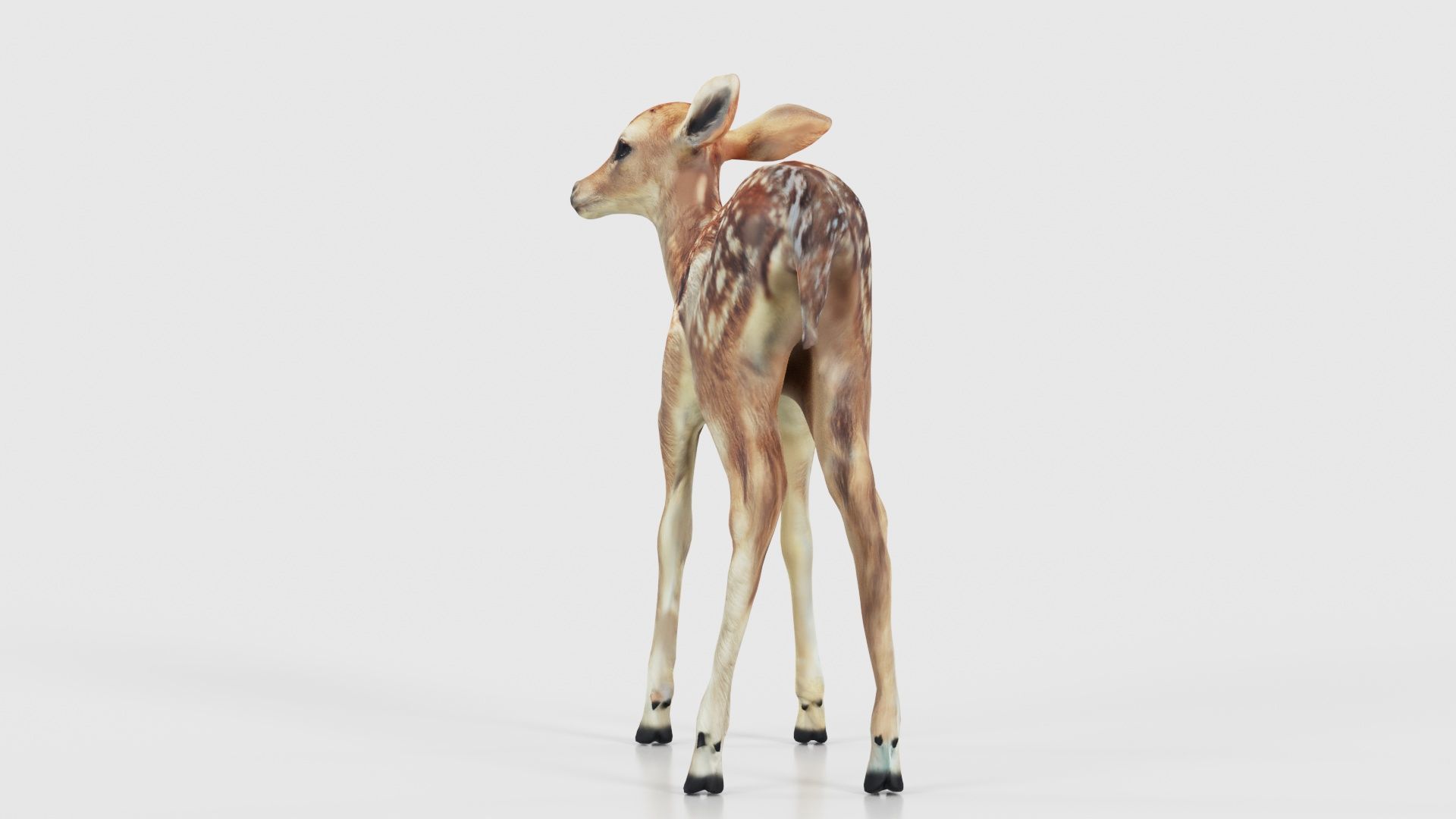 Fawn Low-poly 3D model_20