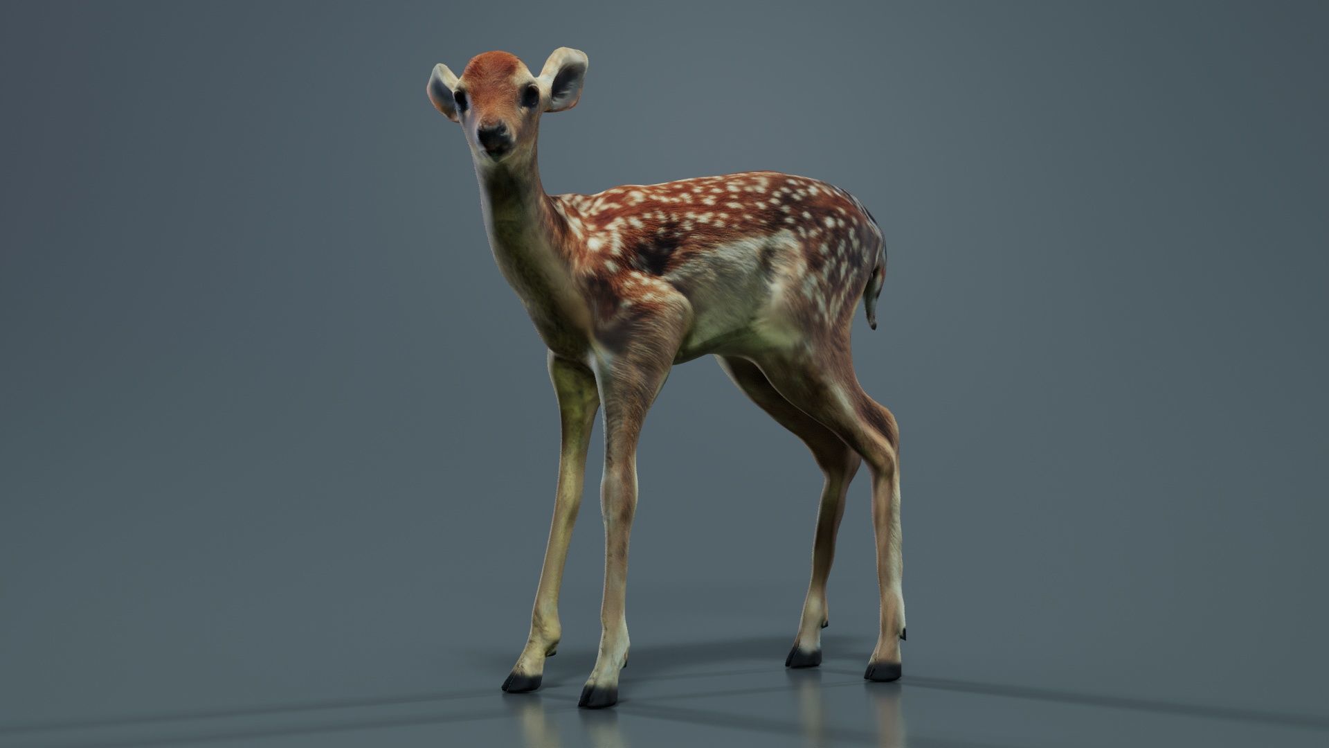 Fawn Low-poly 3D model_2