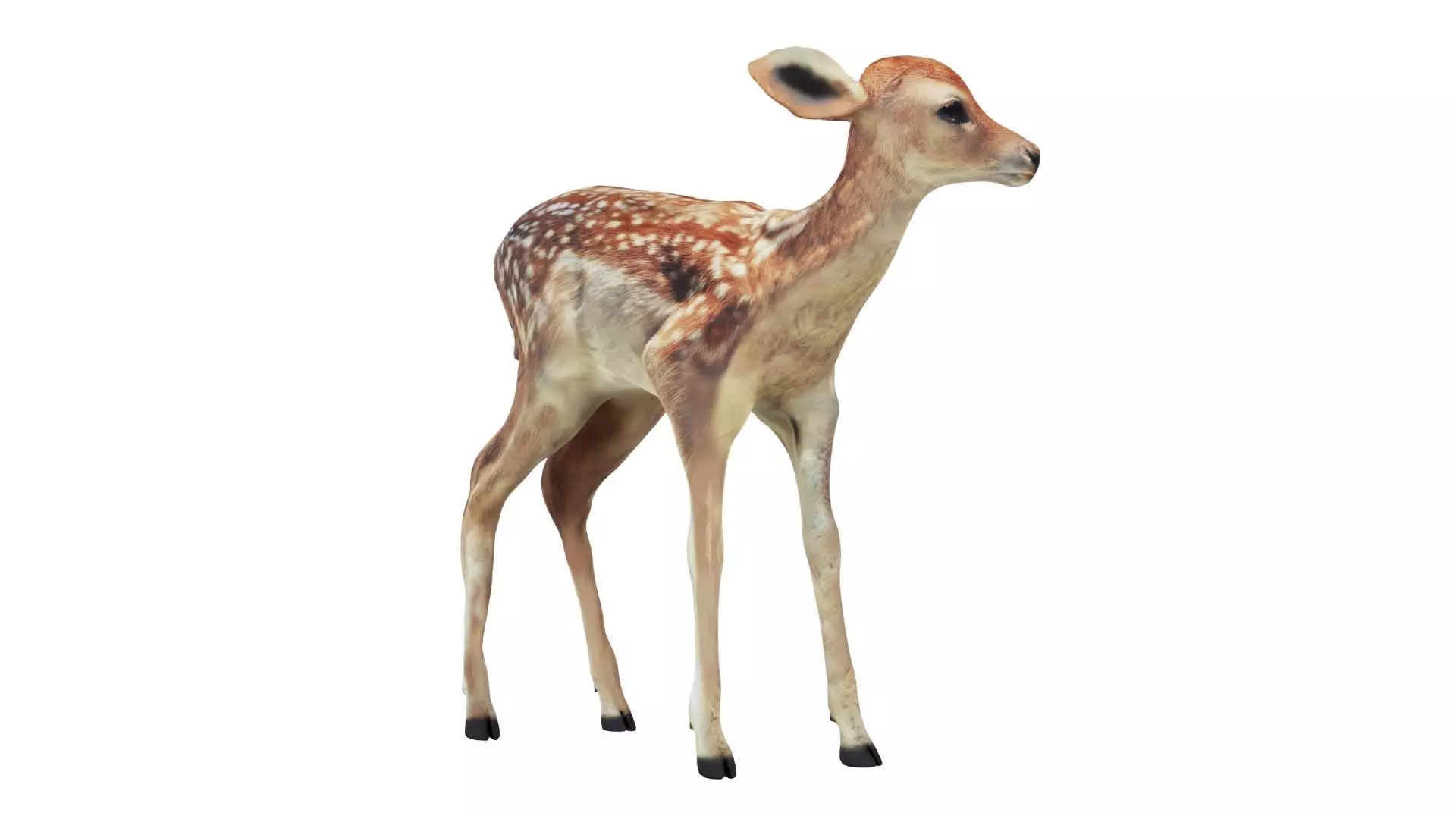 Fawn Low-poly 3D model_0