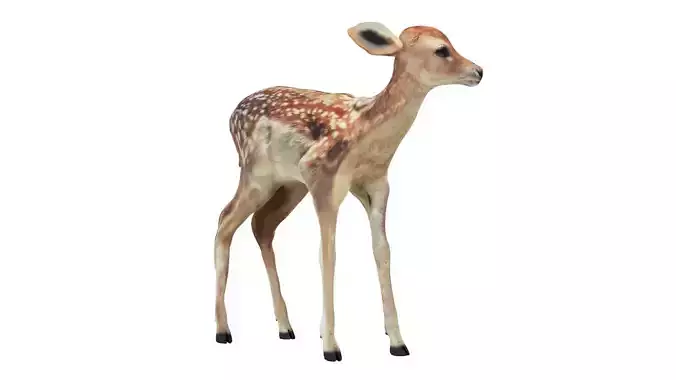 Fawn Low-poly 3D model