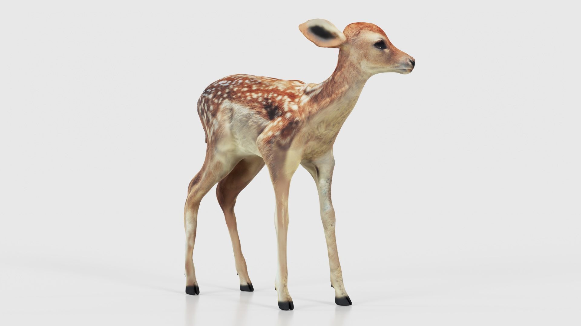Fawn Low-poly 3D model_15