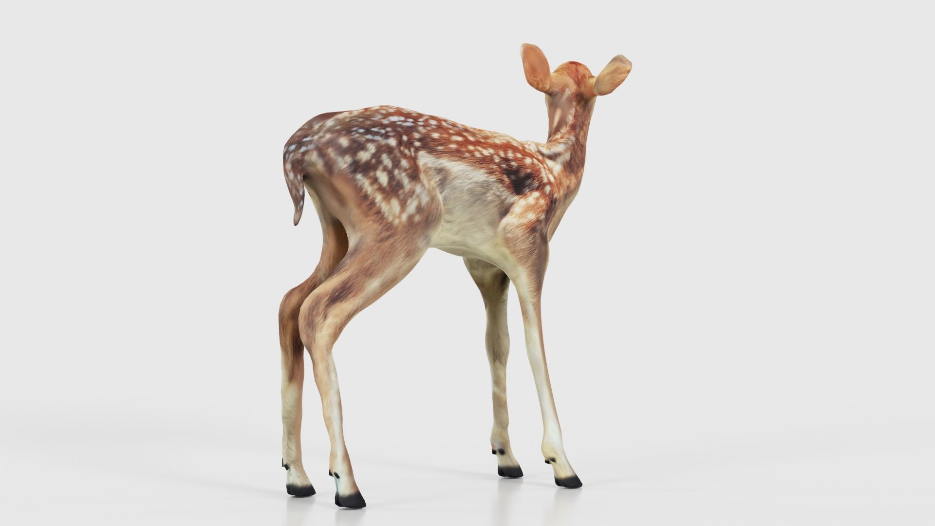 Fawn Low-poly 3D model_18