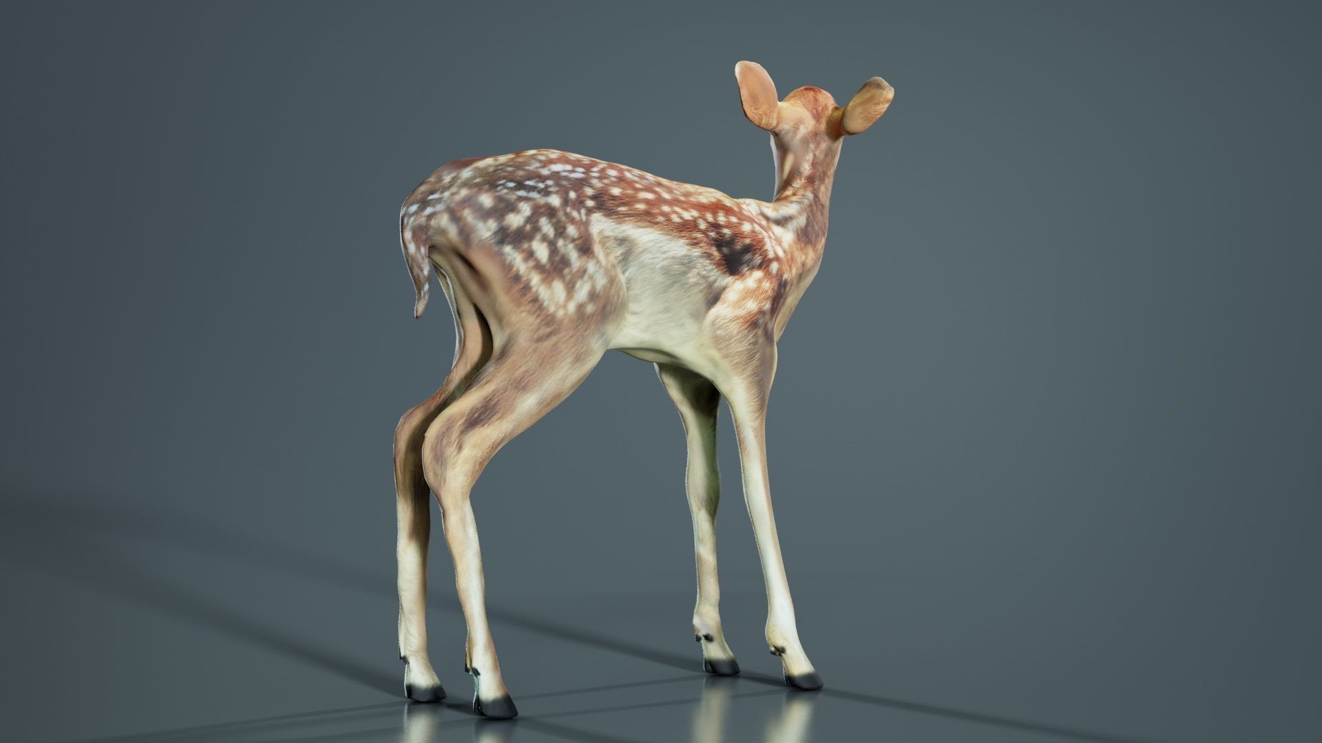 Fawn Low-poly 3D model_1