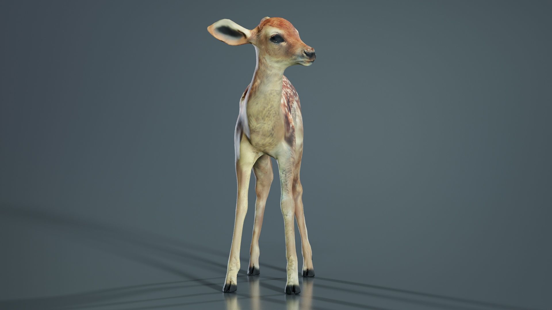 Fawn Low-poly 3D model_5