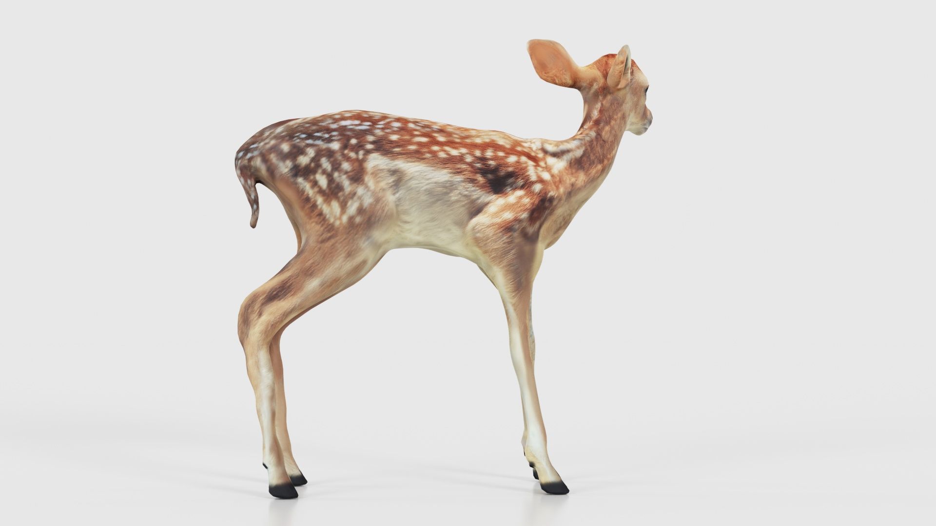 Fawn Low-poly 3D model_17