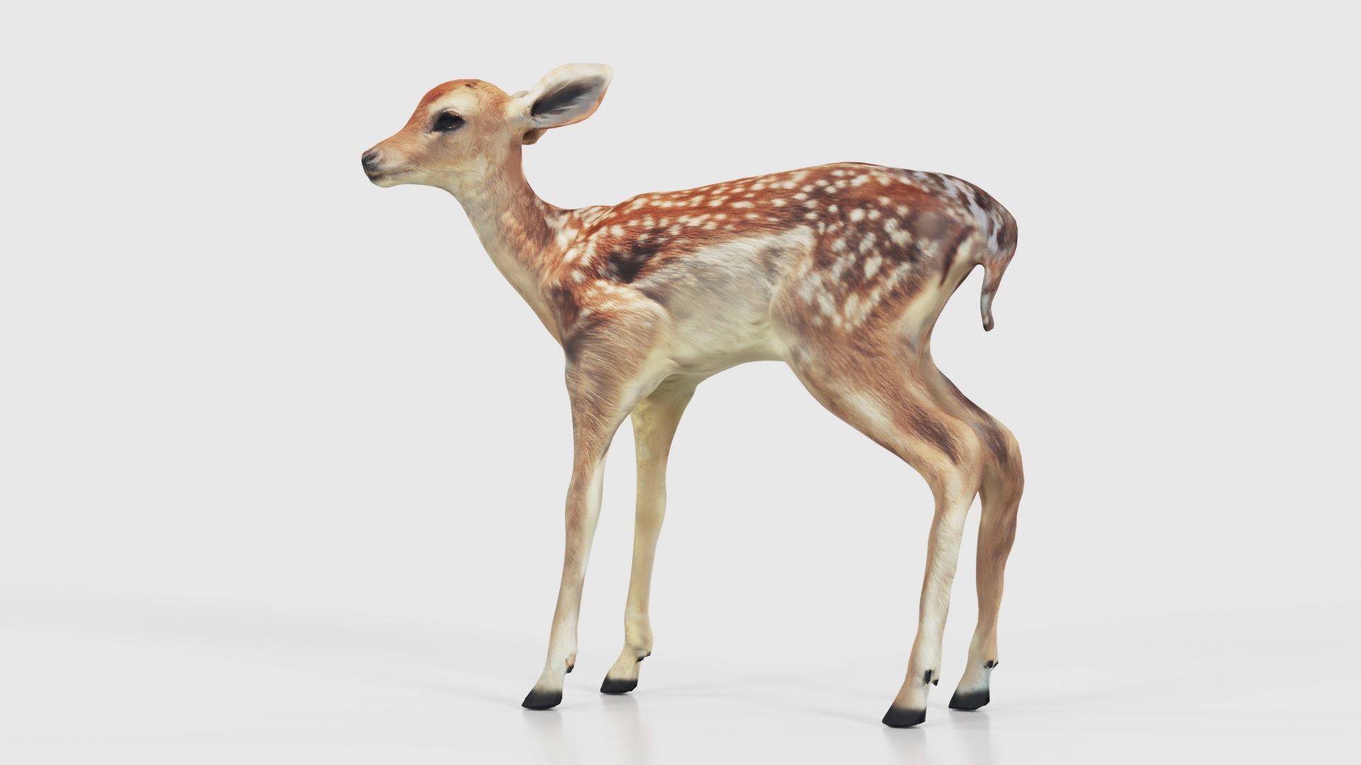 Fawn Low-poly 3D model_22