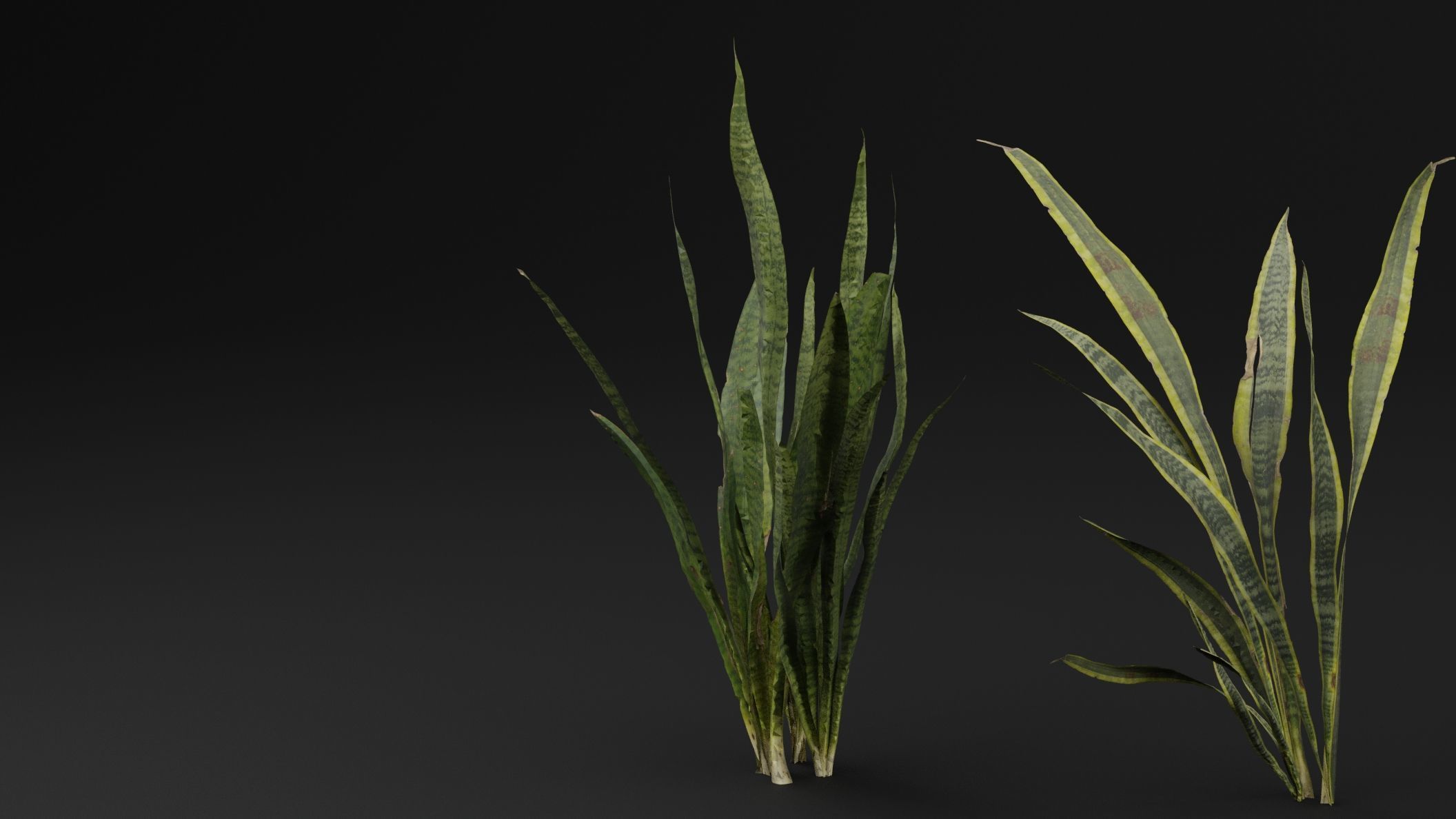 Dracaena Trifasciata Plant 3D model_4