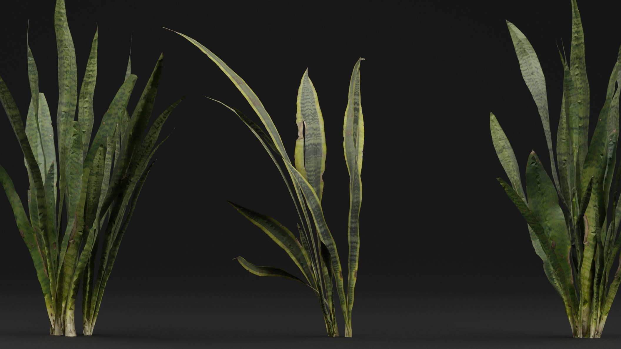 Dracaena Trifasciata Plant 3D model_0