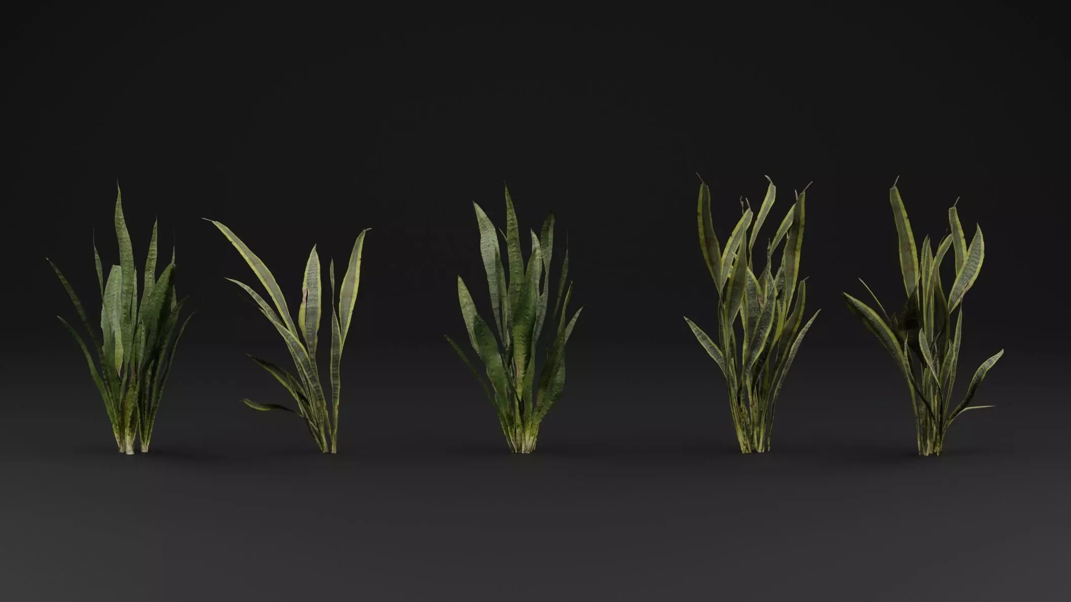 Dracaena Trifasciata Plant 3D model_1