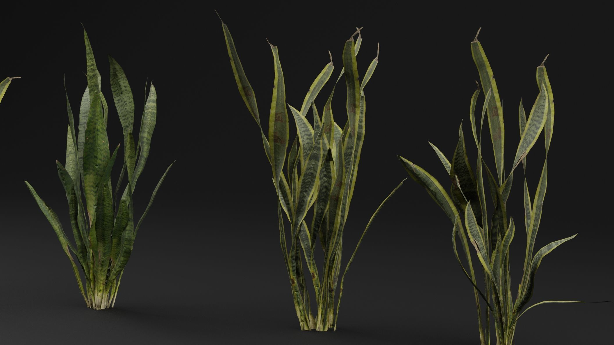 Dracaena Trifasciata Plant 3D model_2