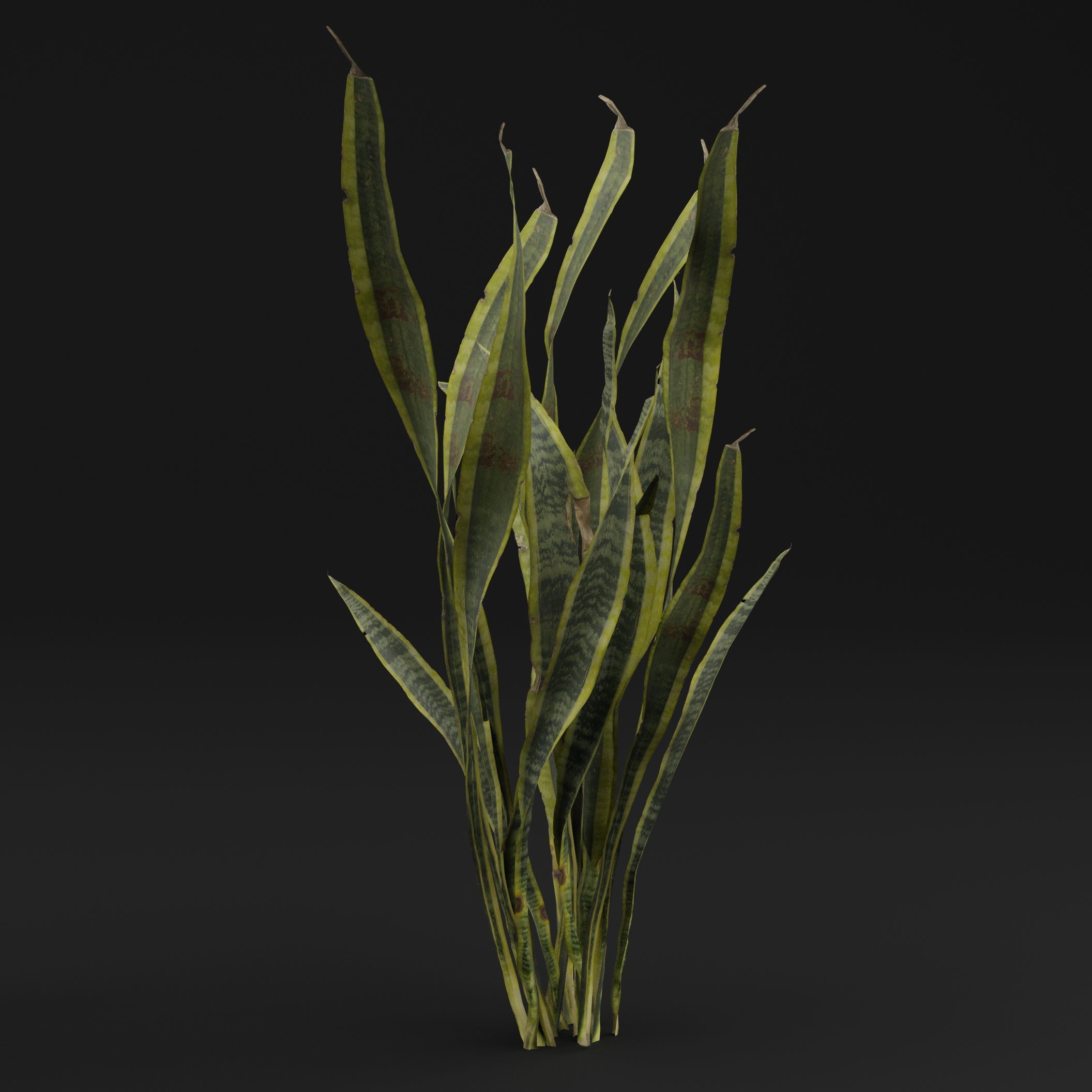 Dracaena Trifasciata Plant 3D model_5