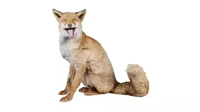 Fox Vulpes Vulpes Low-poly 3D model