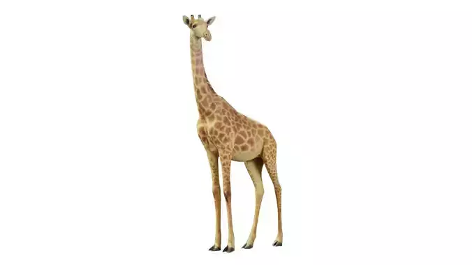 Giraffe Low-poly 3D model