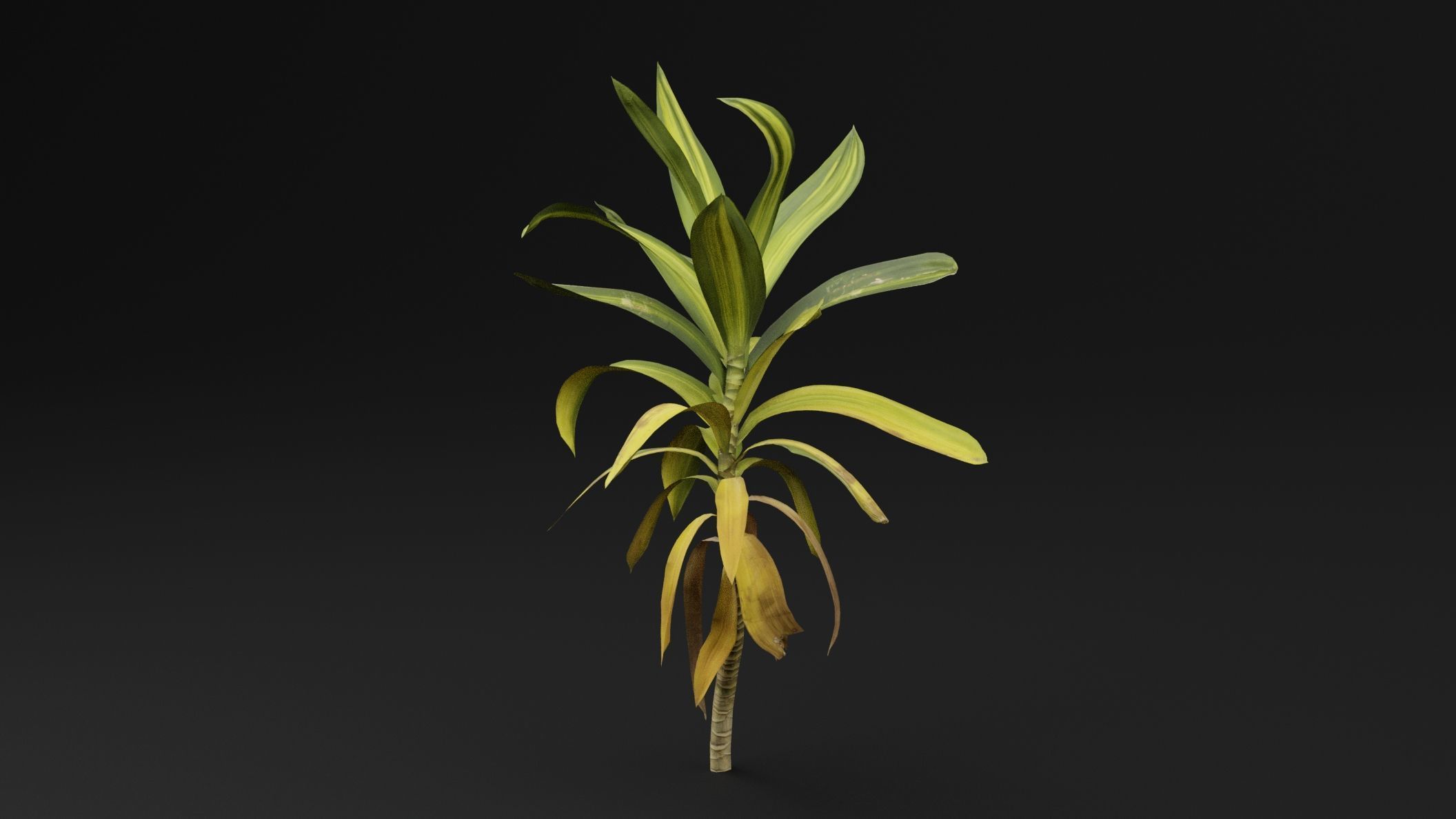 Dracaena draco 3D model_4
