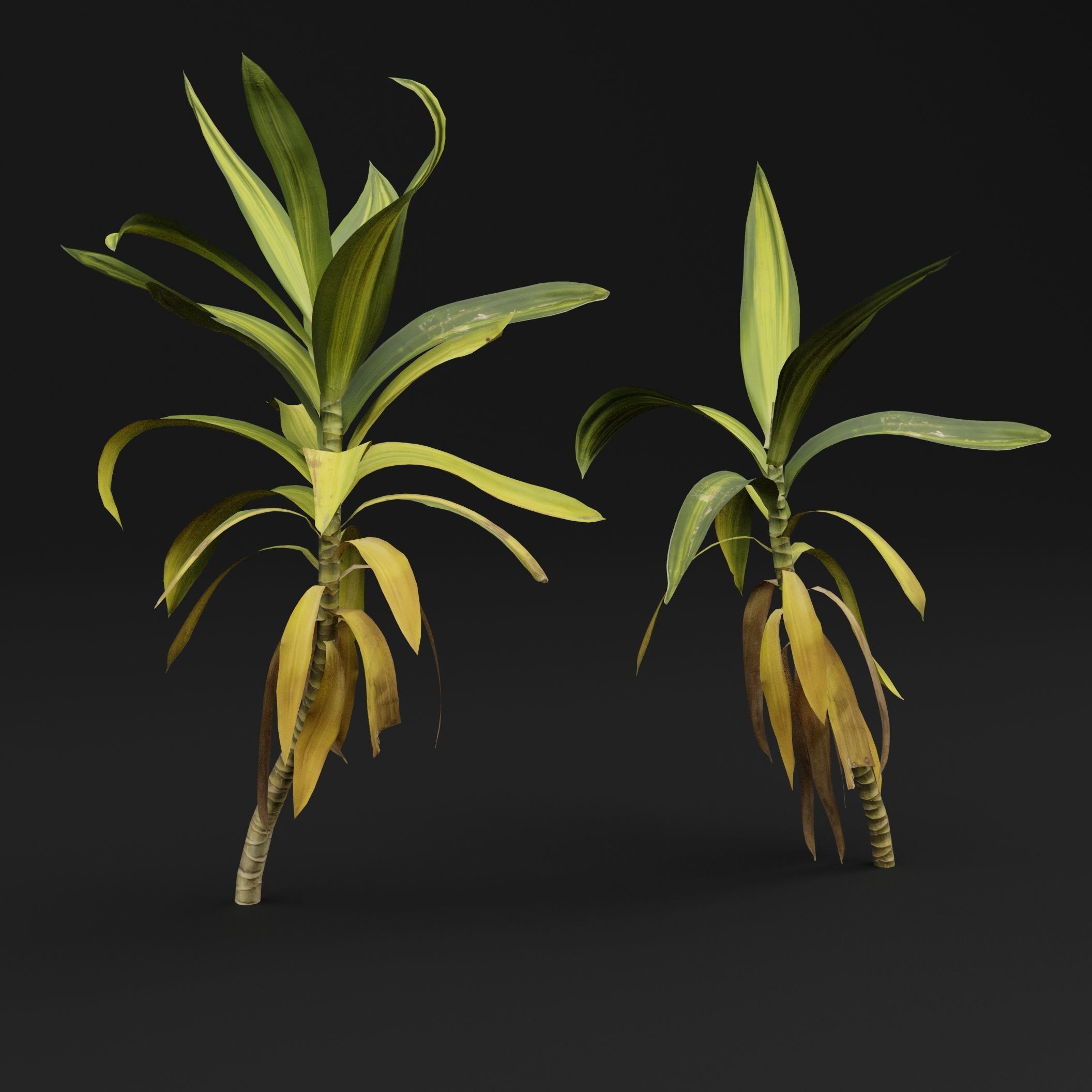 Dracaena draco 3D model_5